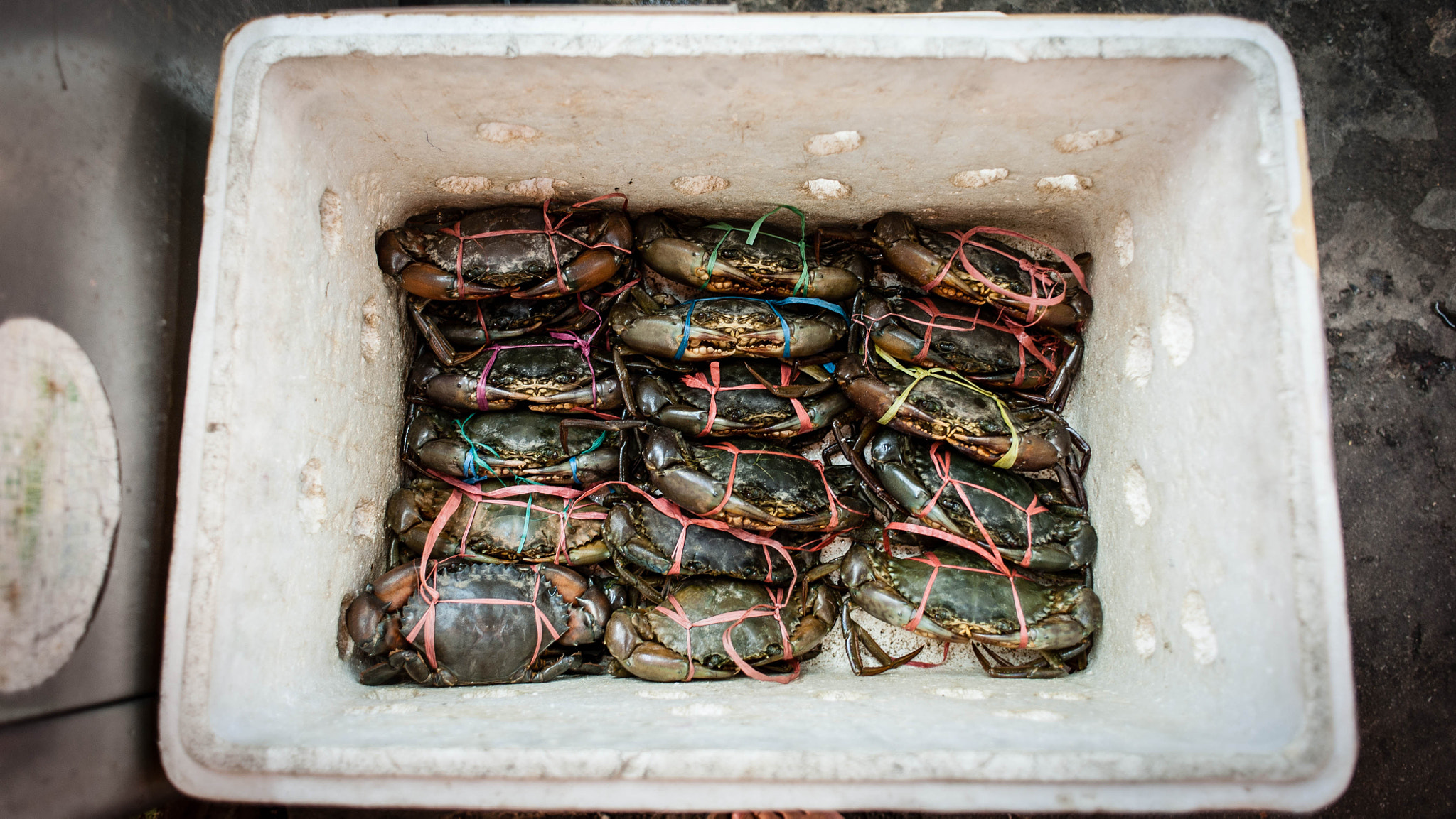 Nikon D700 + Nikon AF Nikkor 24mm F2.8D sample photo. Johor crab photography