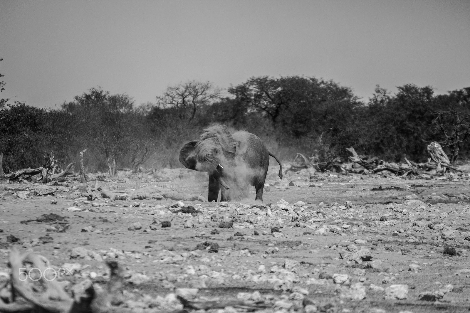 Sigma 70-200mm F2.8 EX DG OS HSM sample photo. Dusty elephant photography