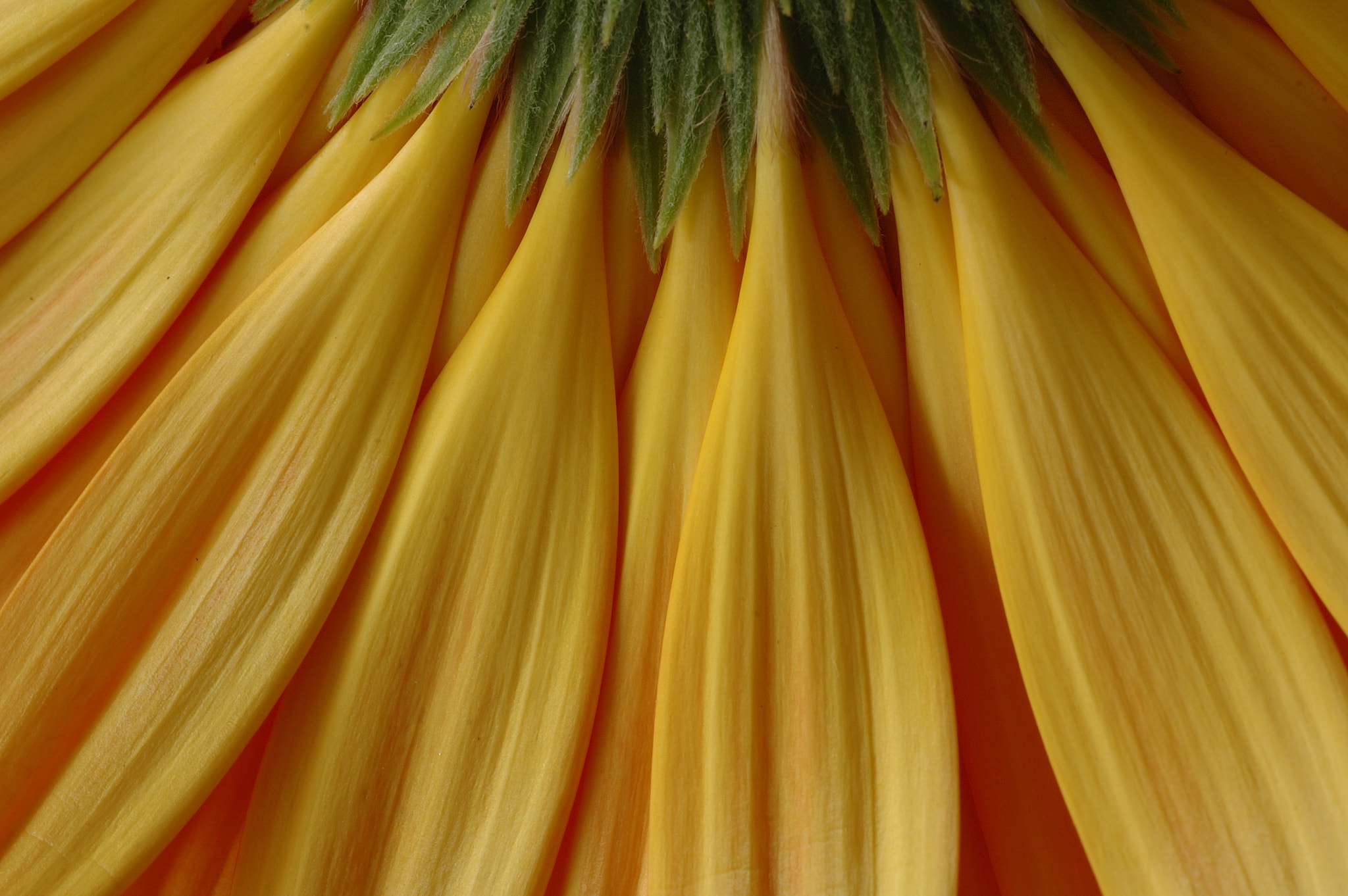 Nikon D70s + Sigma 105mm F2.8 EX DG Macro sample photo. Yellow flower photography