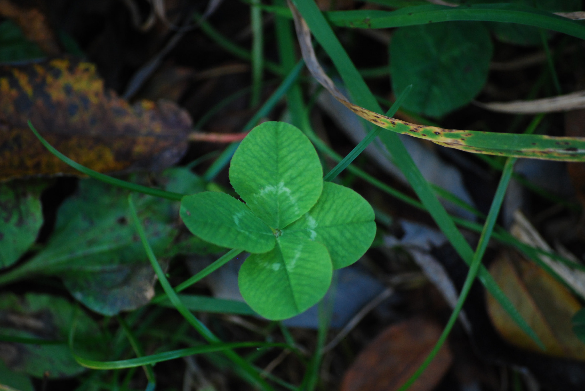Nikon D40X sample photo