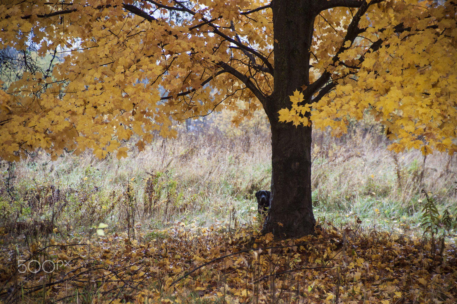 Sony Alpha DSLR-A900 + Minolta/Sony AF 24-105mm F3.5-4.5 (D) sample photo. Picture of a tree in autumn with dog photography
