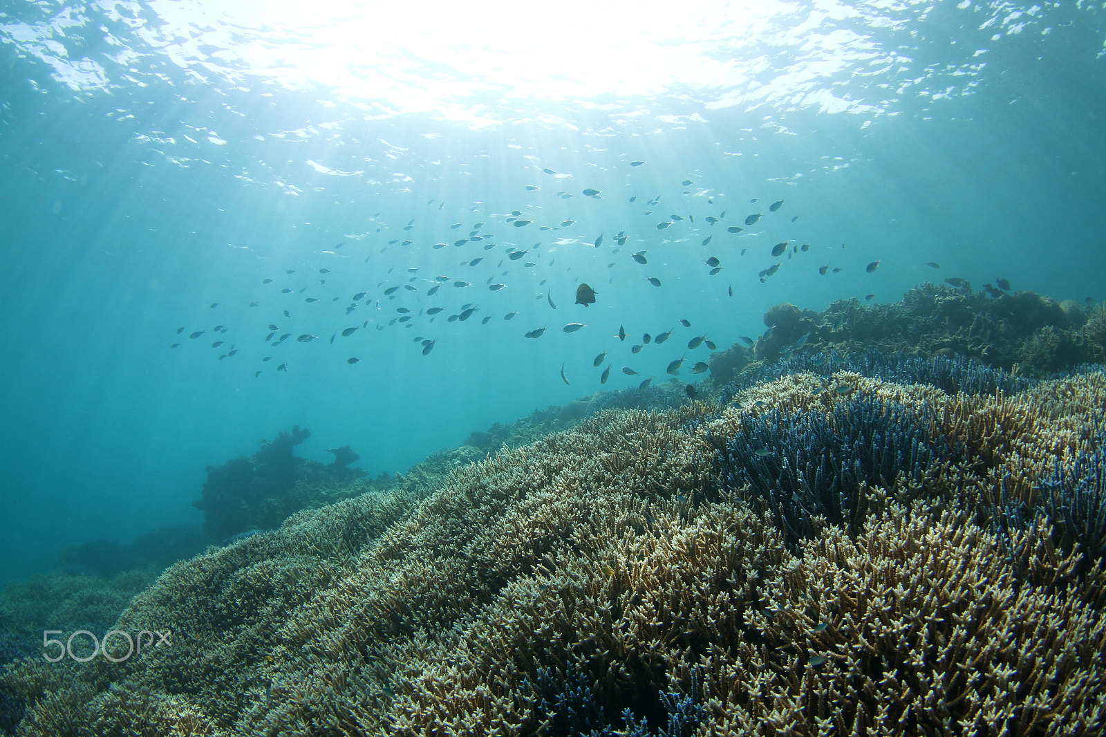 Canon 10-17mm sample photo. Underwater paradise Ⅱ photography