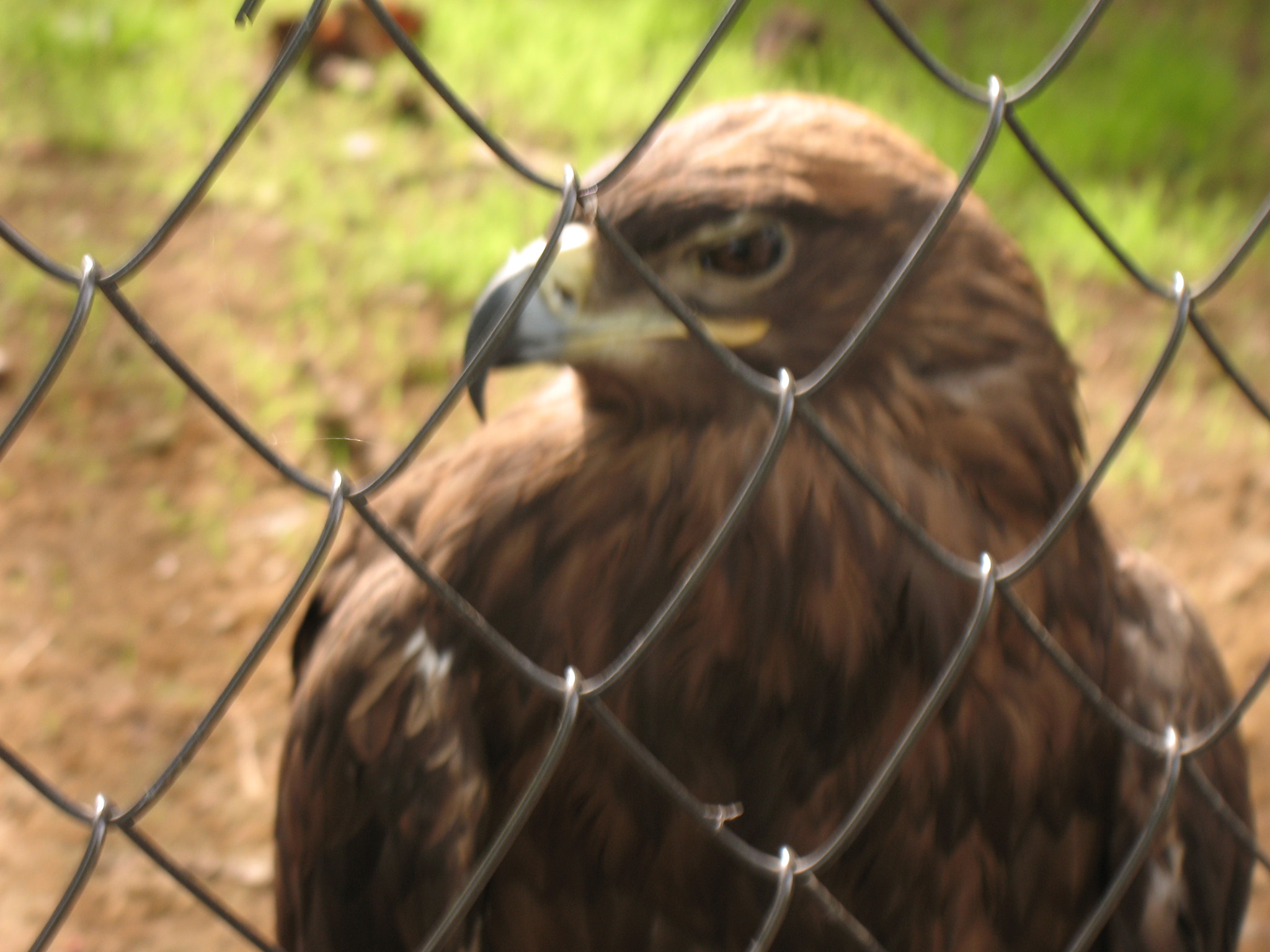 Canon POWERSHOT A630 sample photo. I sit behind bars, but i want to fly. photography