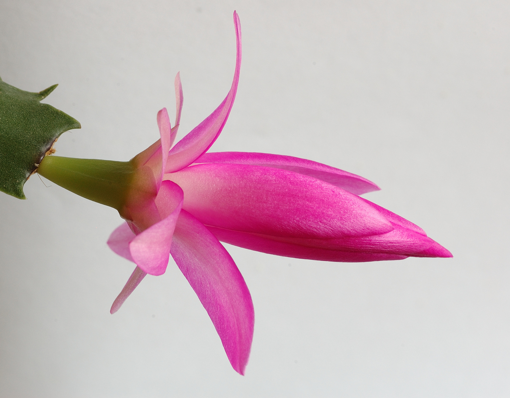 Nikon D70s + Sigma 105mm F2.8 EX DG Macro sample photo. Christmas cactus photography