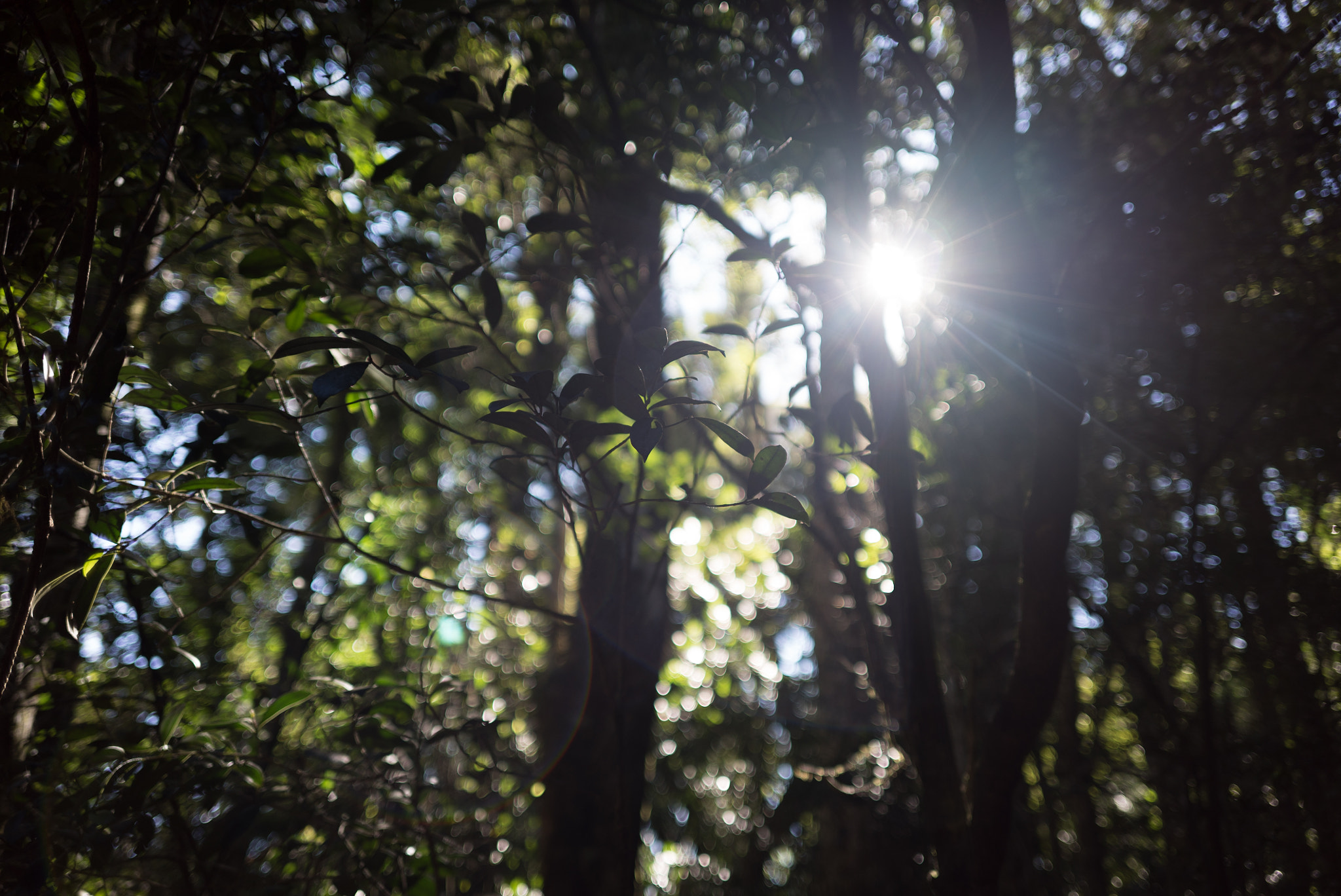 E 35mm F2 sample photo. Dsc photography