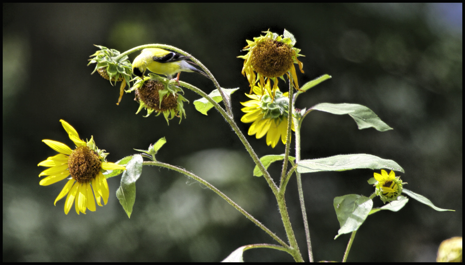 Canon EF 100-400mm F4.5-5.6L IS USM sample photo. To wear the golden crown photography