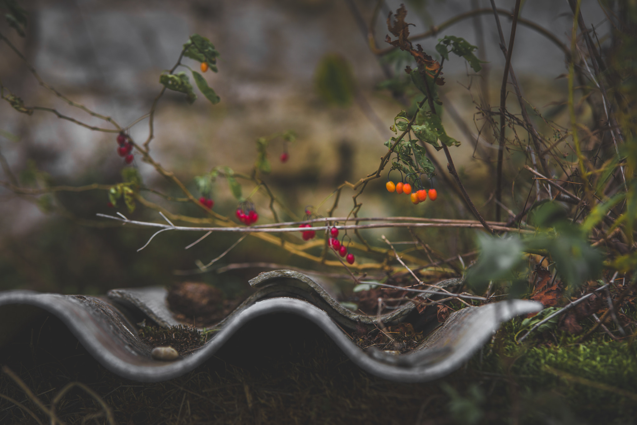 Nikon D610 + Tamron SP AF 70-200mm F2.8 Di LD (IF) MACRO sample photo. Winter berries. photography