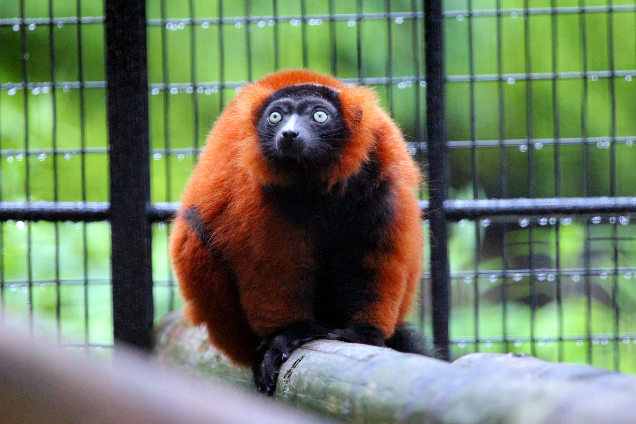 Canon EF 100-400mm F4.5-5.6L IS USM sample photo. Lemur at nogeyama zoo photography