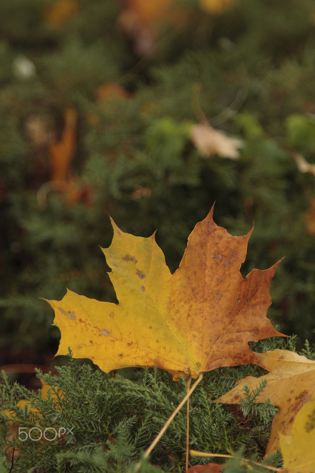 Canon EOS 500D (EOS Rebel T1i / EOS Kiss X3) sample photo. Autumn - leaf 2 photography