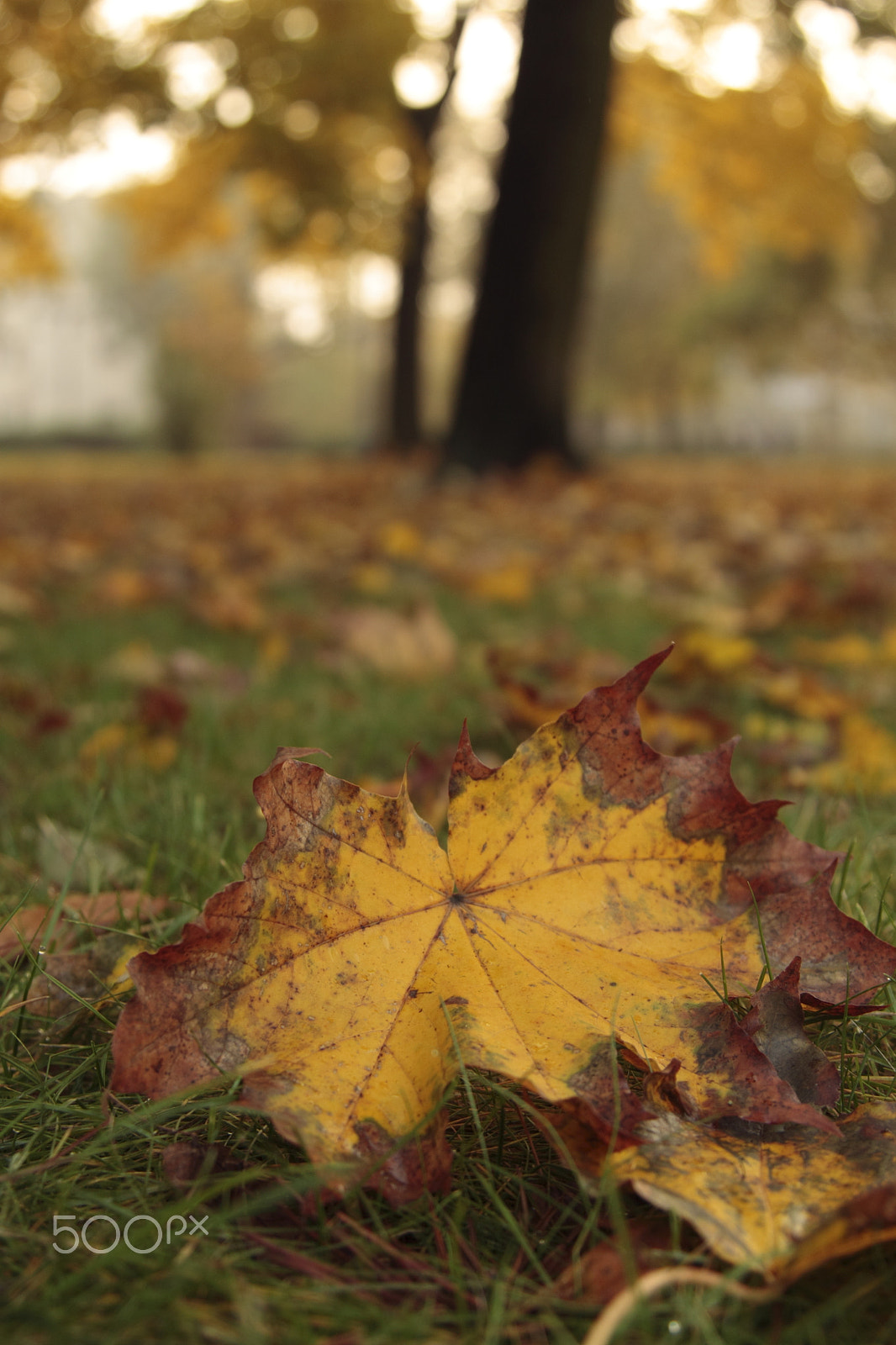 Canon EOS 500D (EOS Rebel T1i / EOS Kiss X3) sample photo. Autumn - leaf 1 photography