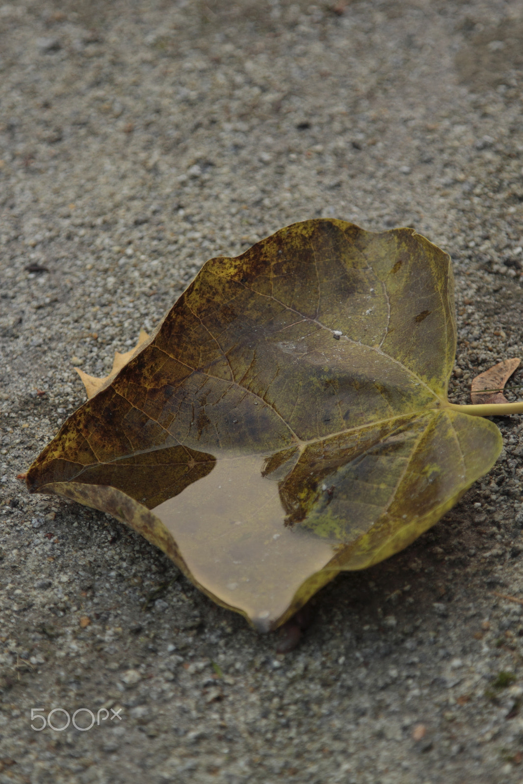 Canon EOS 500D (EOS Rebel T1i / EOS Kiss X3) + Canon EF 24-105mm F4L IS USM sample photo. Autumn - leaf 3 photography