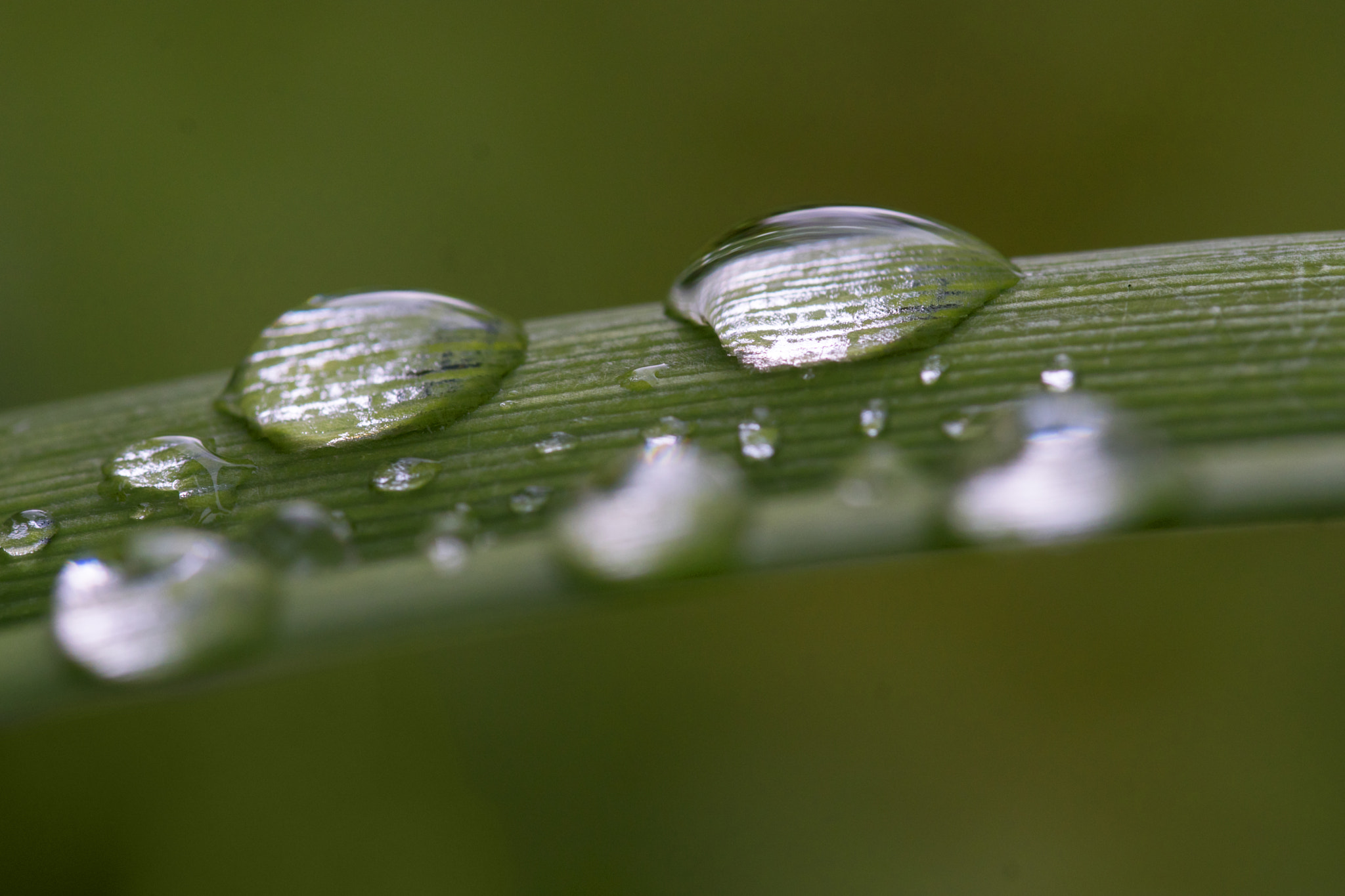 Sony ILCA-77M2 + 105mm F2.8 sample photo. Waterdrops photography