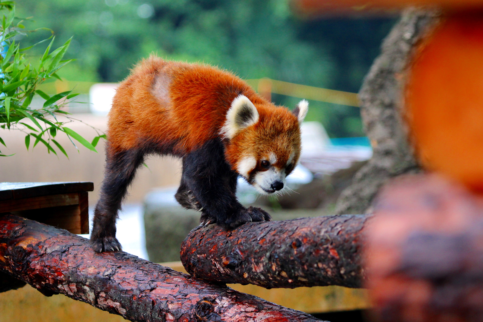 Canon EF 100-400mm F4.5-5.6L IS USM sample photo. Panda at nogeyama zoo photography