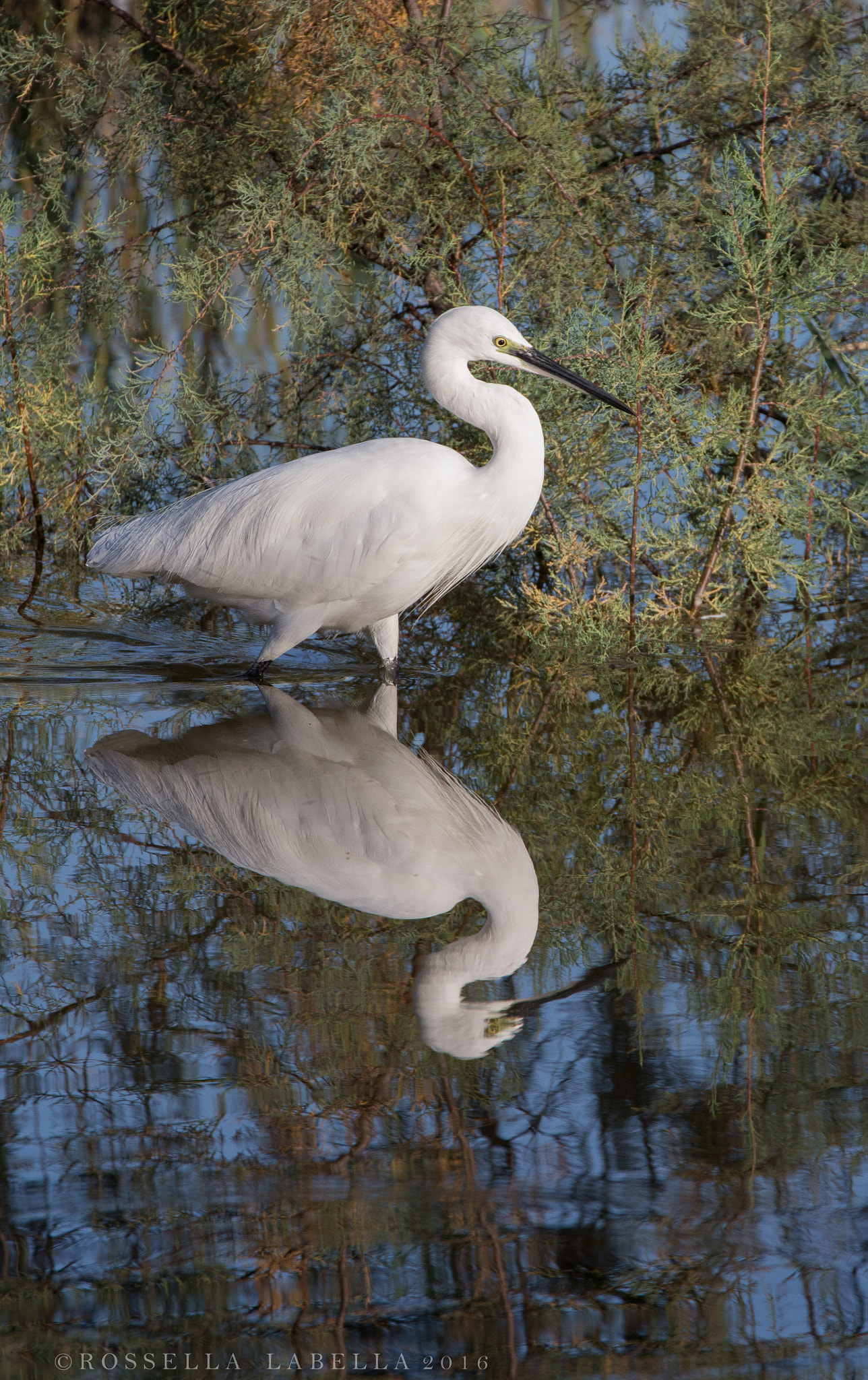 Canon EF 70-300mm F4-5.6L IS USM sample photo. Egretta garzetta photography