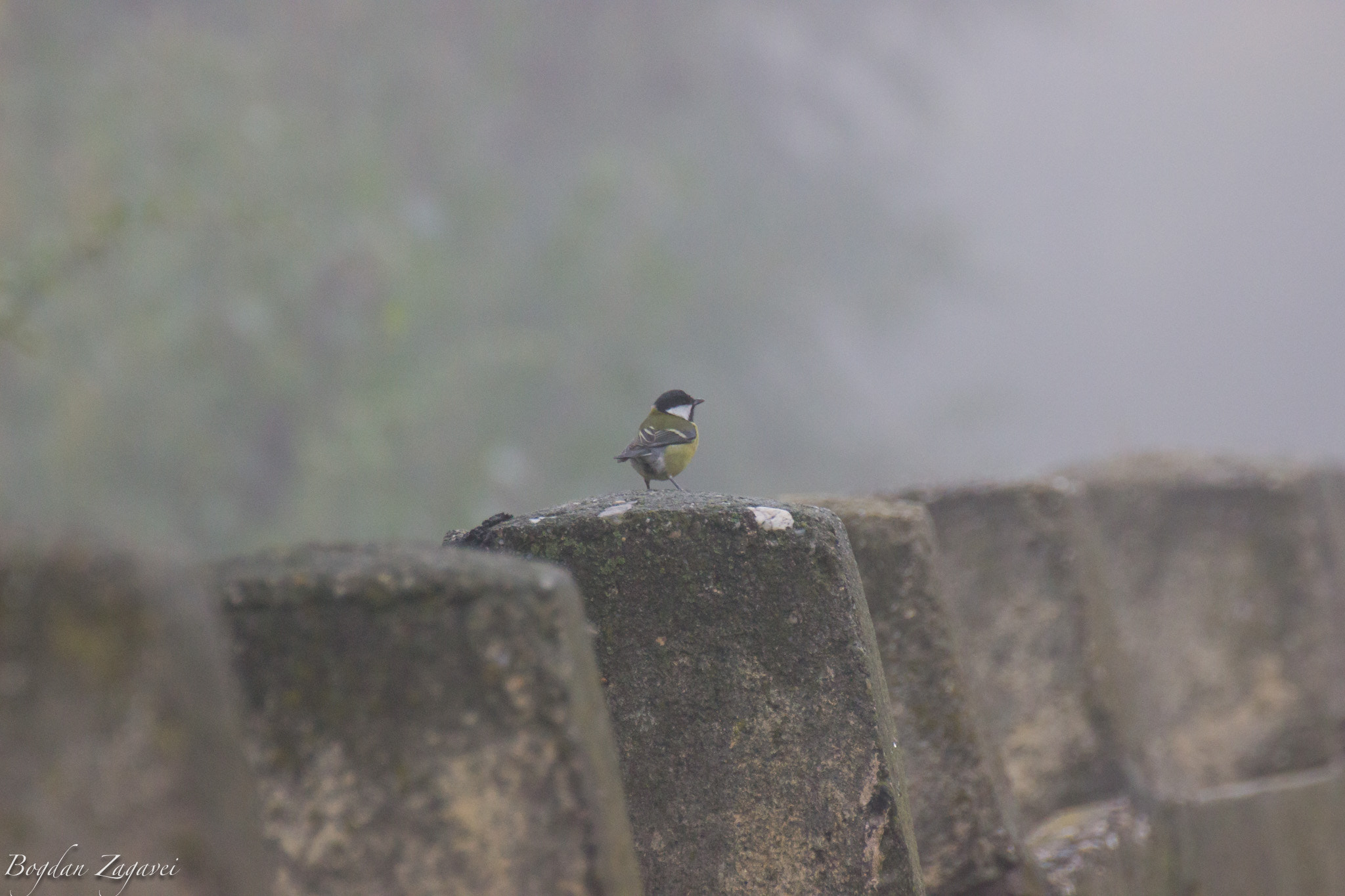 Tamron SP 35mm F1.8 Di VC USD sample photo. Great tit (parus major) photography