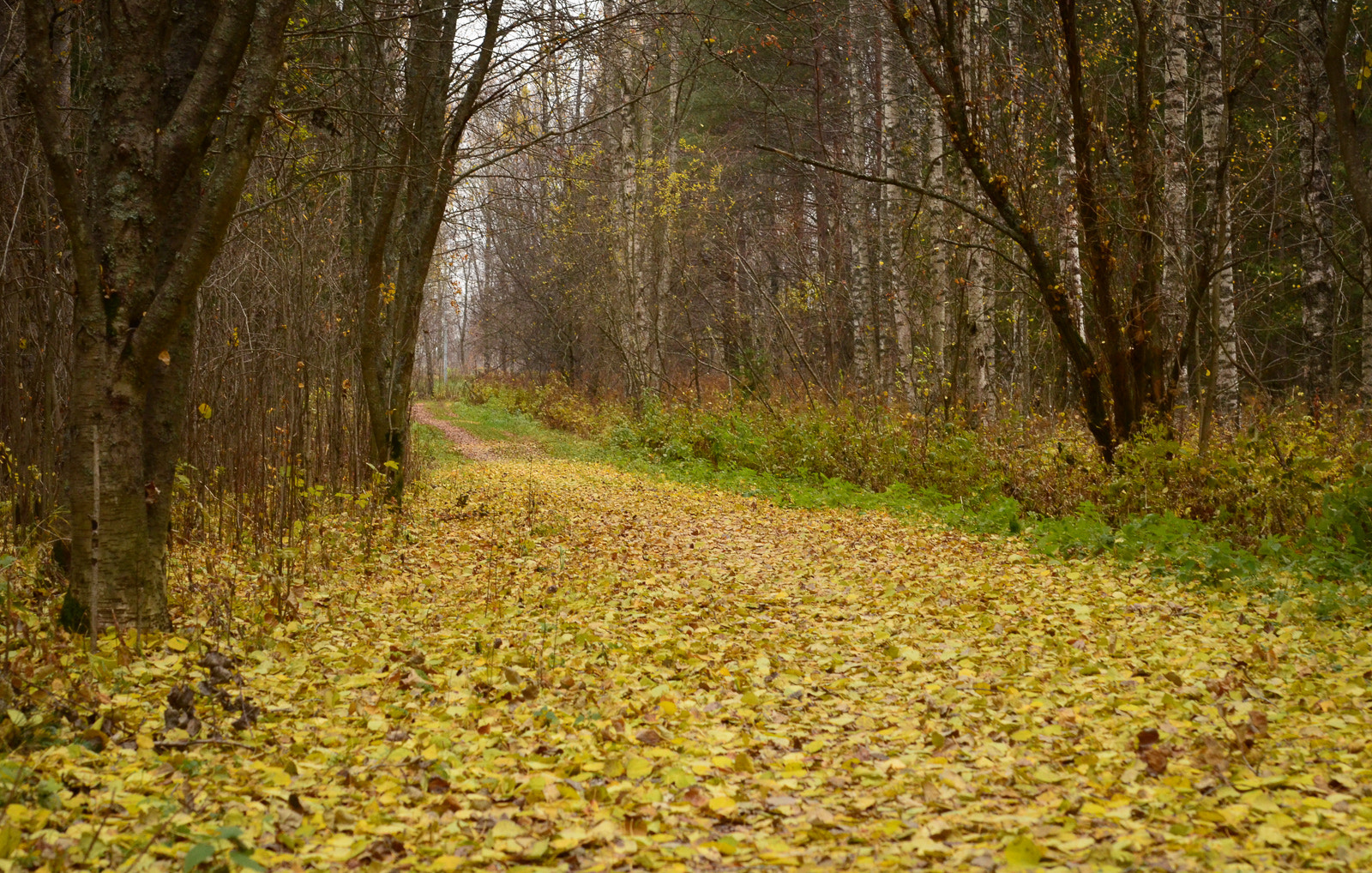 Nikon AF-S Micro-Nikkor 60mm F2.8G ED sample photo. Autumn carpet photography