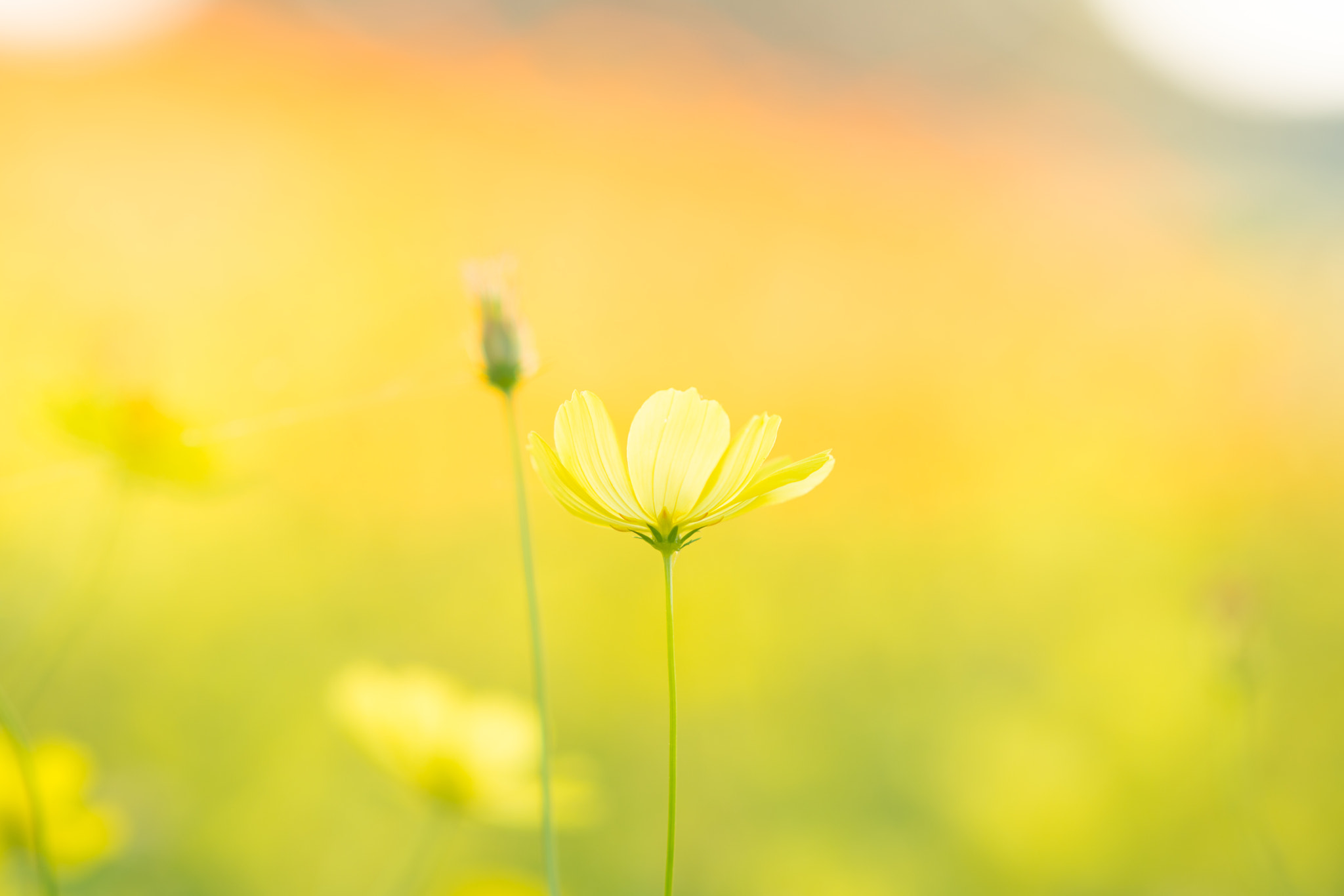 Sony a7R II + Sony Sonnar T* 135mm F1.8 ZA sample photo. Yellow temperance photography