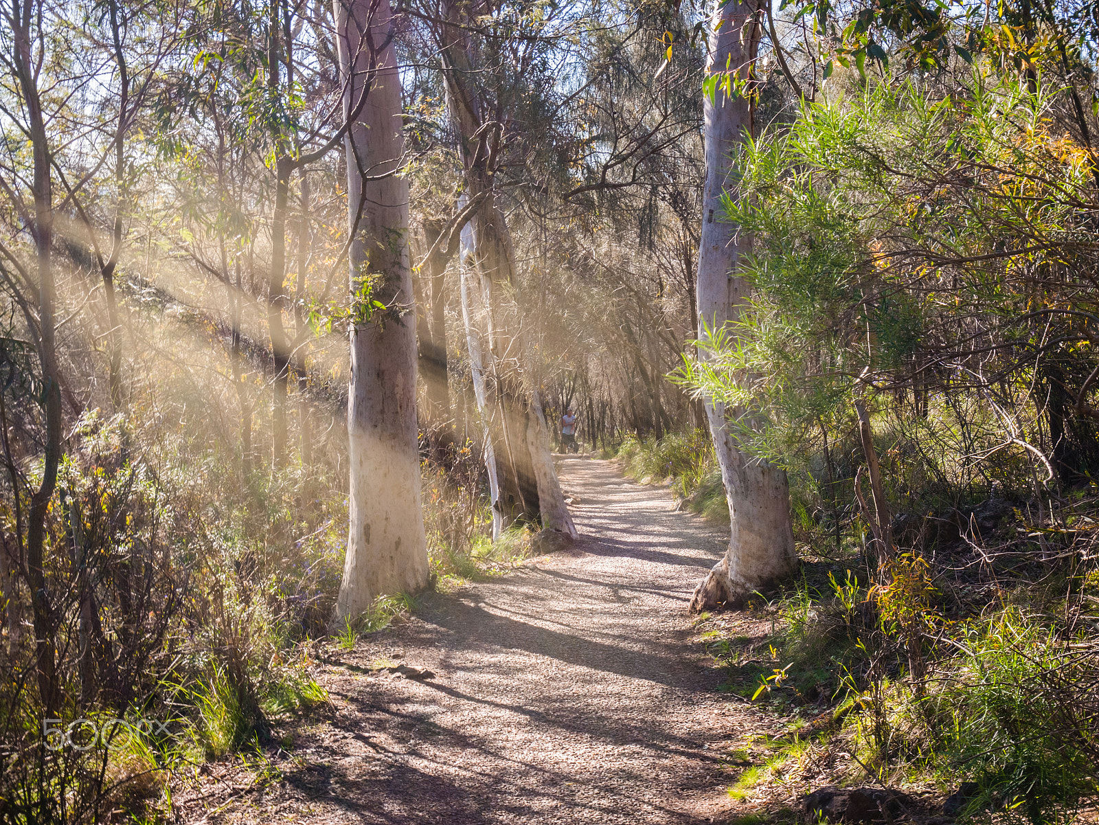 Panasonic DMC-GM1S + Panasonic Lumix G Vario HD 12-32mm F3.5-5.6 Mega OIS sample photo. Mount ainslie walk photography