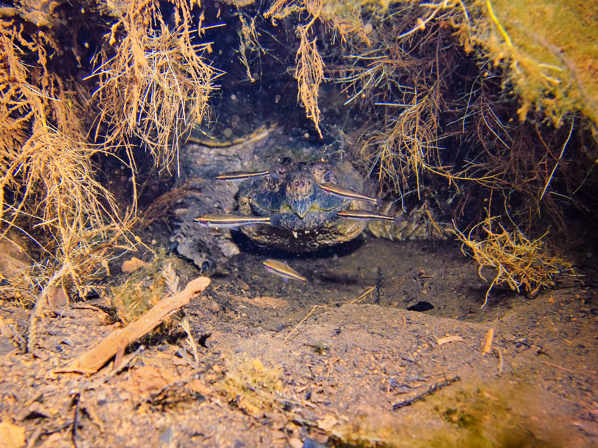 Olympus OM-D E-M5 + Olympus M.Zuiko Digital 14-42mm F3.5-5.6 II R sample photo. You're in snapping turtle territory photography