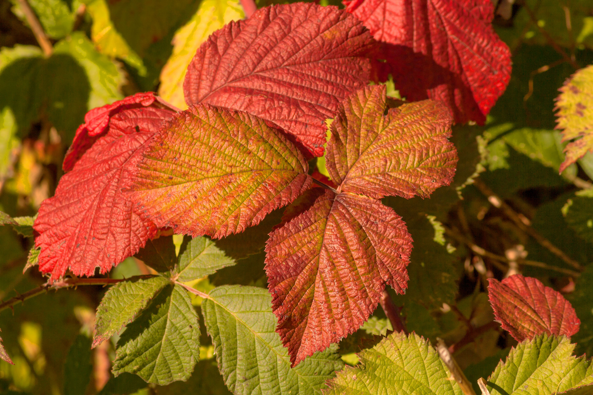 Canon EOS 1000D (EOS Digital Rebel XS / EOS Kiss F) sample photo. Autumn colors photography