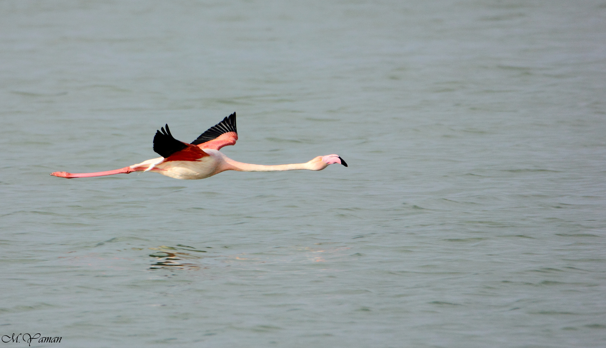 Tamron SP 150-600mm F5-6.3 Di VC USD sample photo. Flamingo photography