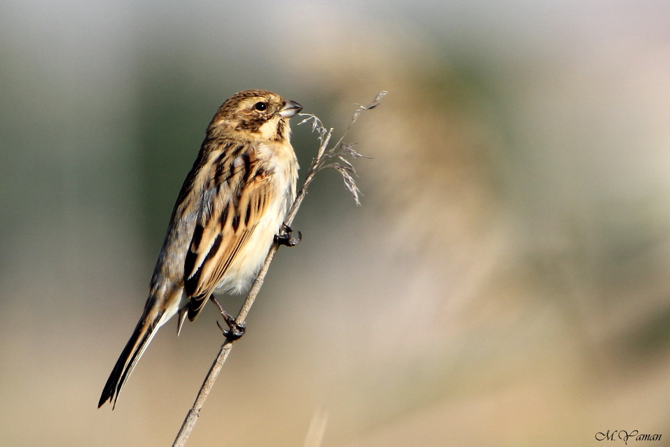 Tamron SP 150-600mm F5-6.3 Di VC USD sample photo. Reed bunting photography