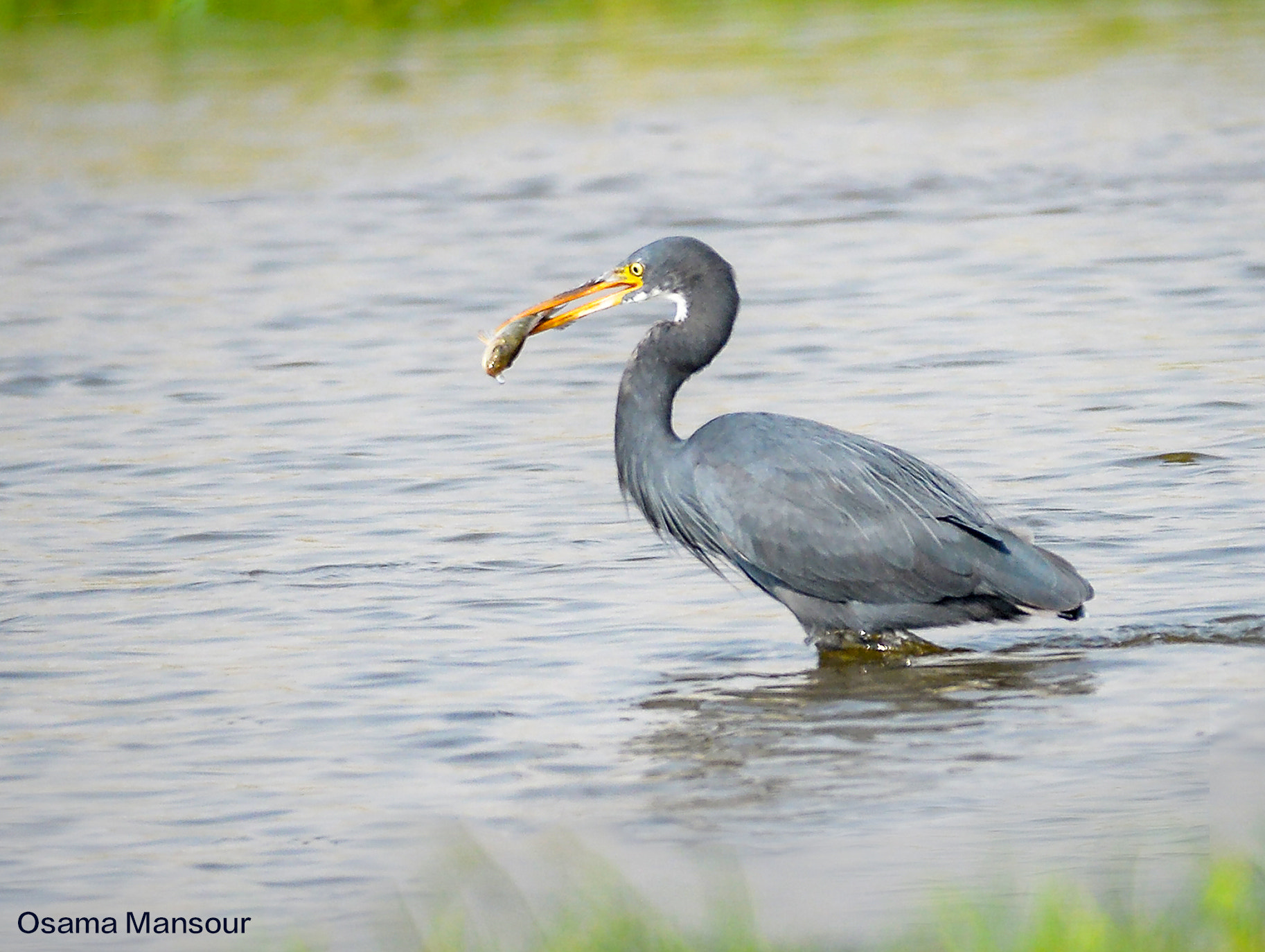 Nikon D610 + Nikon AF-S Nikkor 300mm F4D ED-IF sample photo. The hunter photography