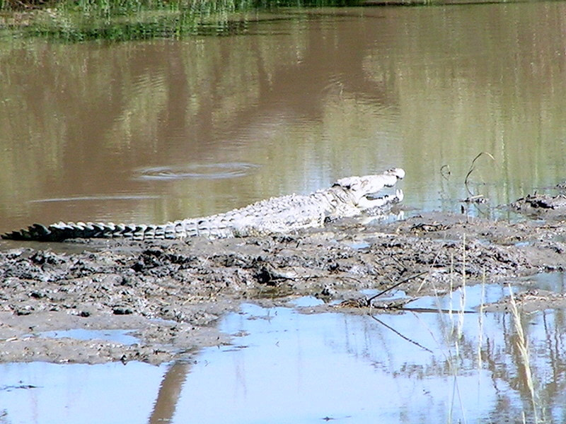 KONICA MINOLTA DiMAGE Z1 sample photo. Crocodile photography