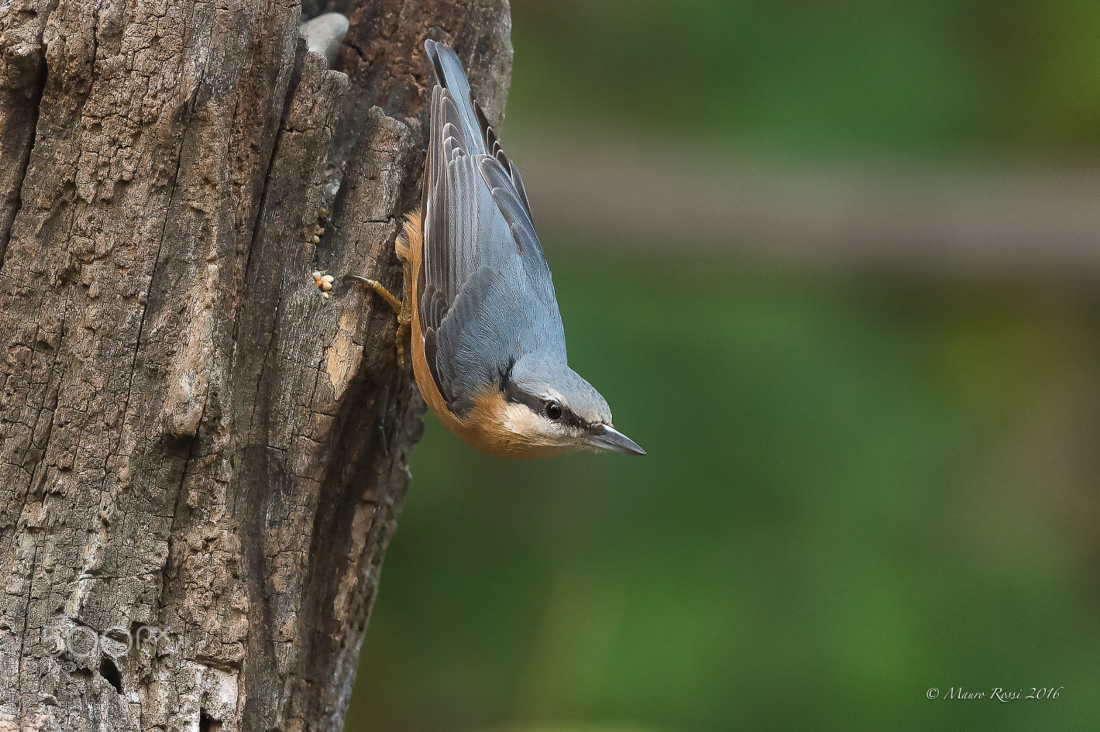 Nikon AF-S Nikkor 500mm F4E FL ED VR sample photo. Picchio muratore (sitta europaea). photography