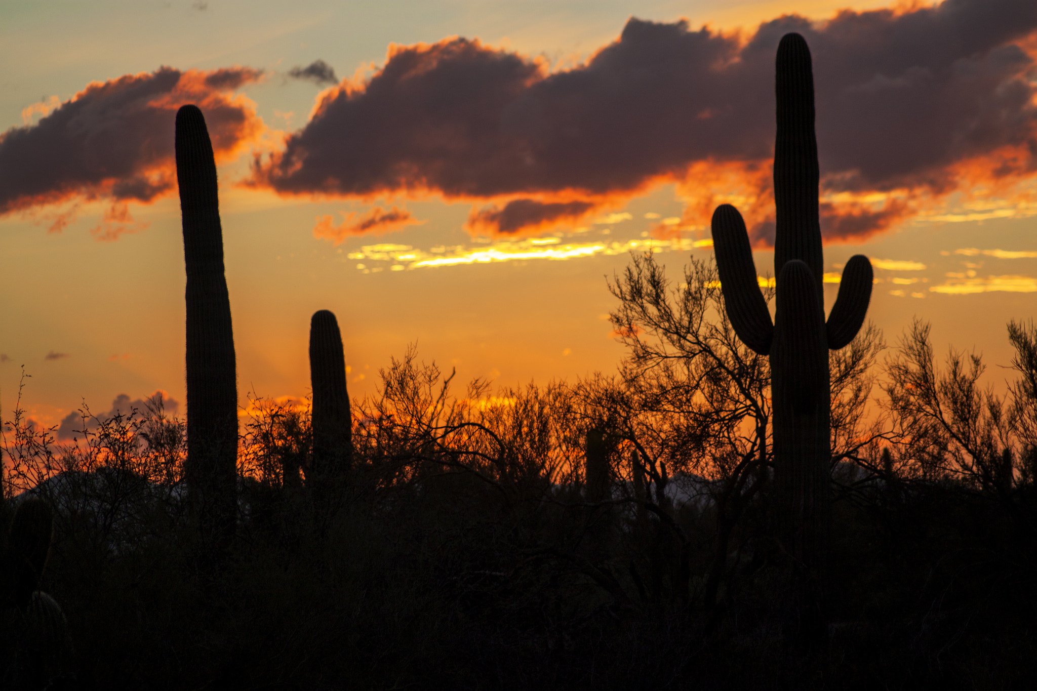 Canon EOS 500D (EOS Rebel T1i / EOS Kiss X3) sample photo. Desert sunset photography