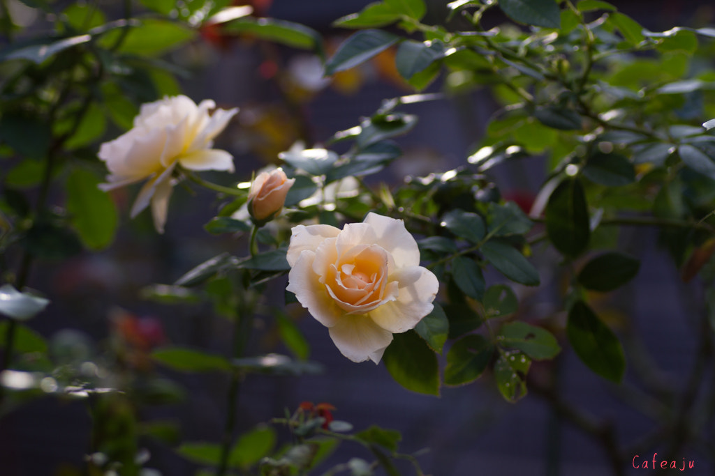 Canon EOS 7D + Tamron SP AF 90mm F2.8 Di Macro sample photo. Apricot candy 　rose photography