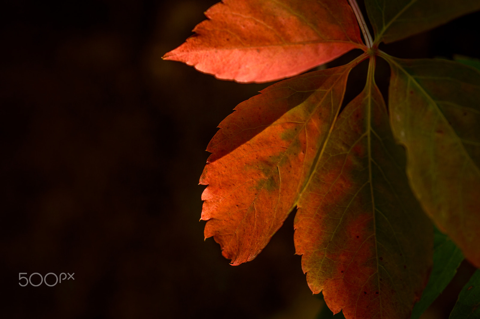 Sigma 105mm F2.8 EX DG OS HSM sample photo. Red leaf photography