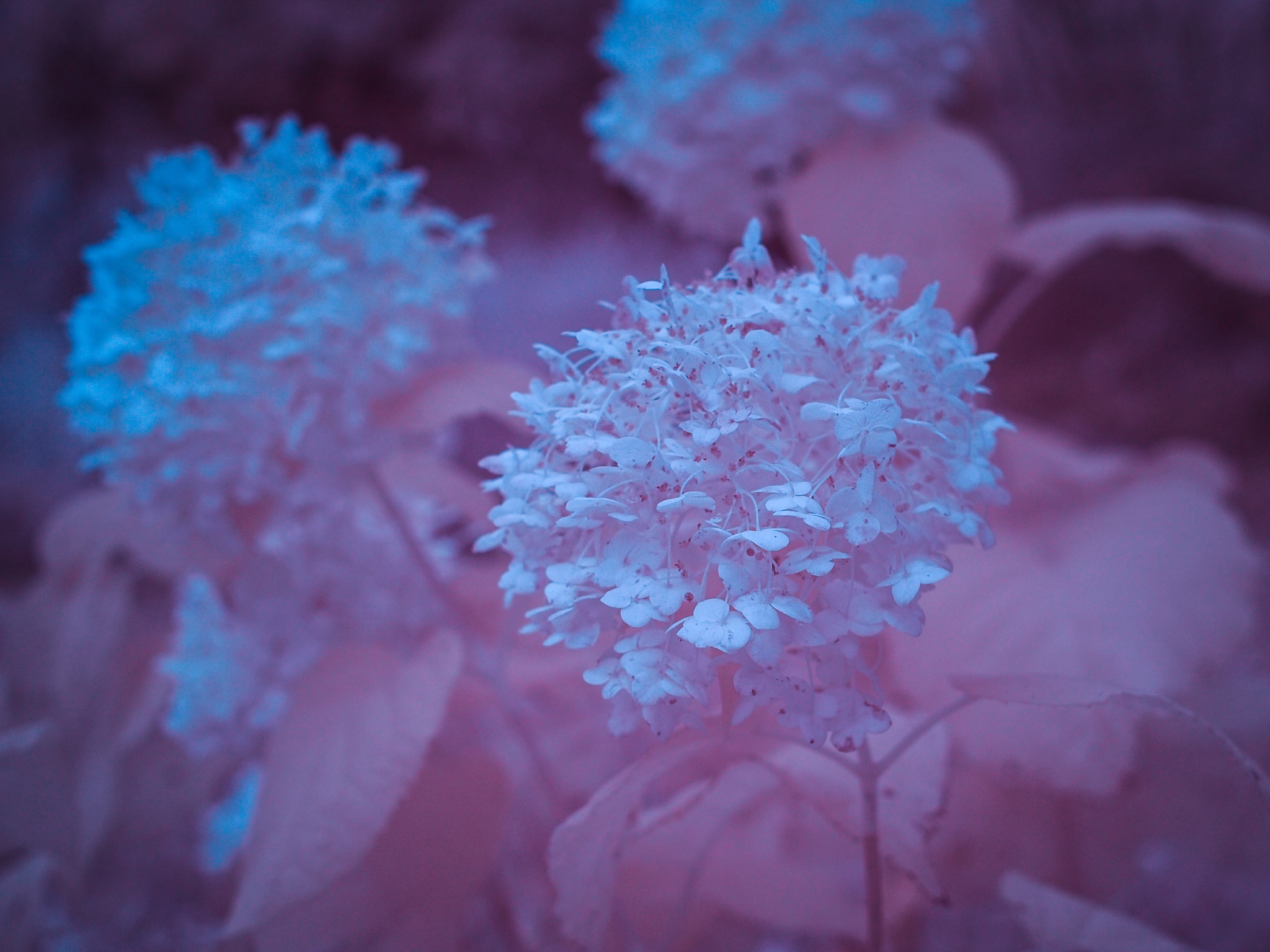 Olympus PEN E-P5 + Olympus M.Zuiko Digital 25mm F1.8 sample photo. Hydrangea photography