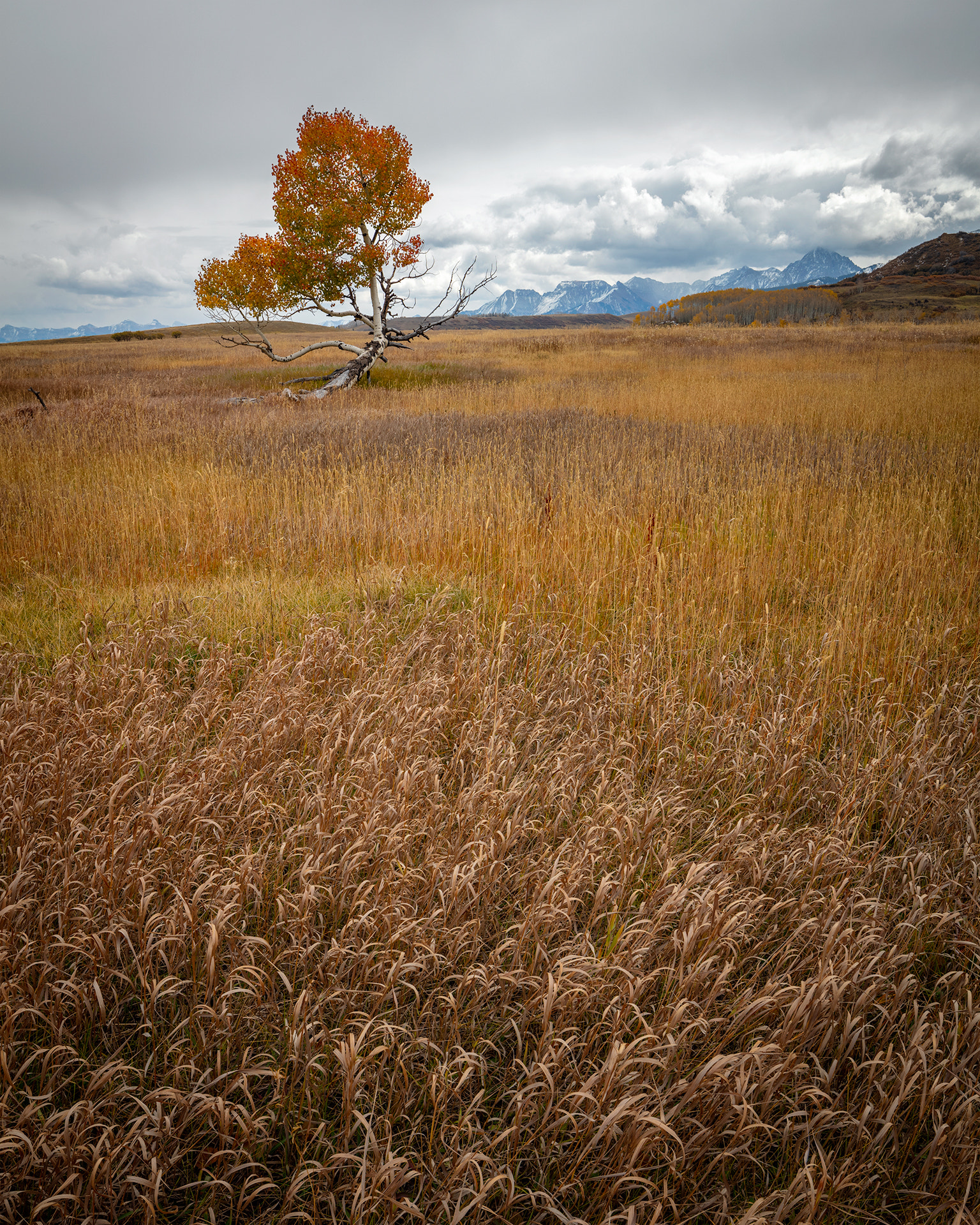 Canon TS-E 24.0mm f/3.5 L II sample photo. Lone tree photography