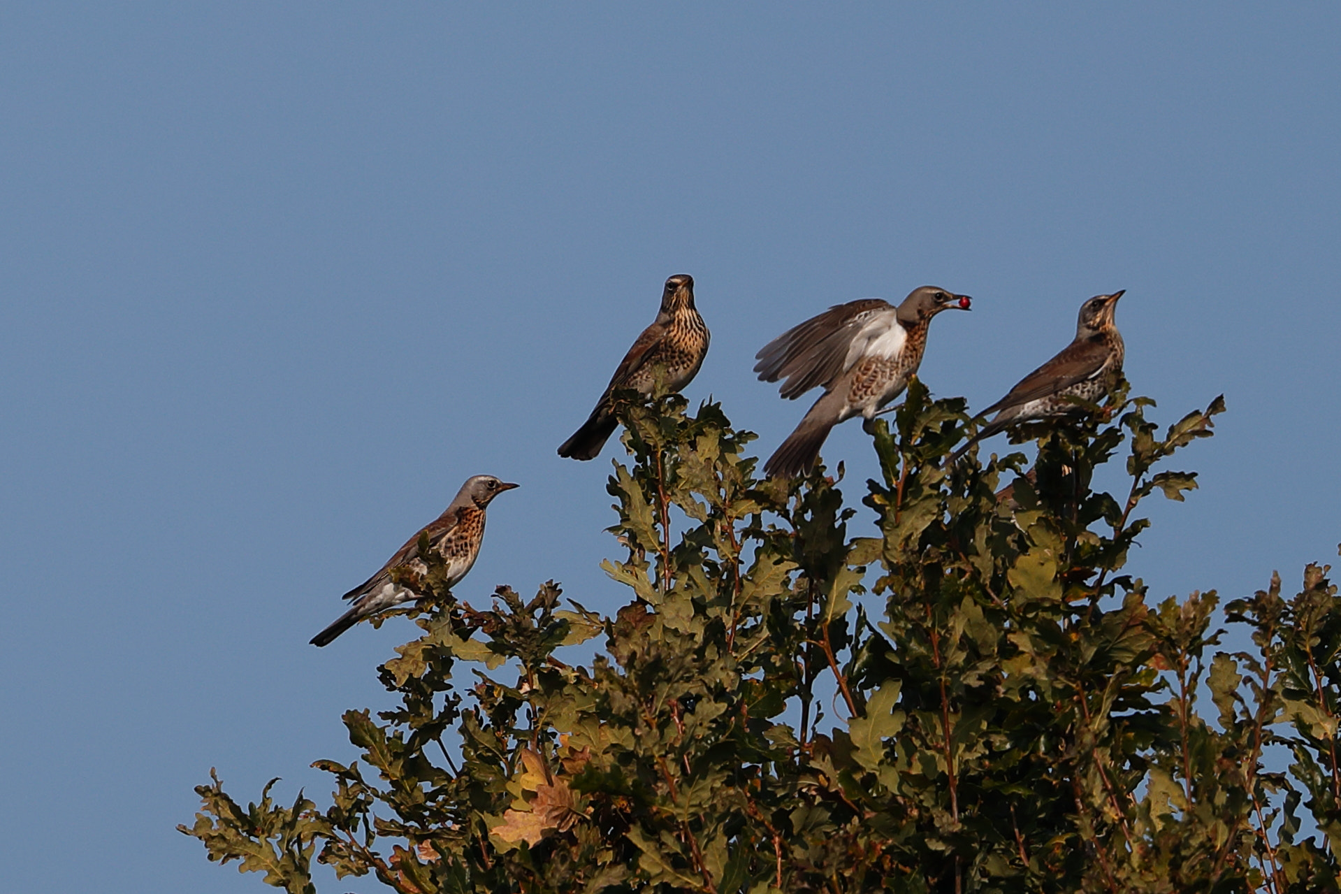 Canon EF 500mm F4L IS II USM sample photo. Fieldfares photography