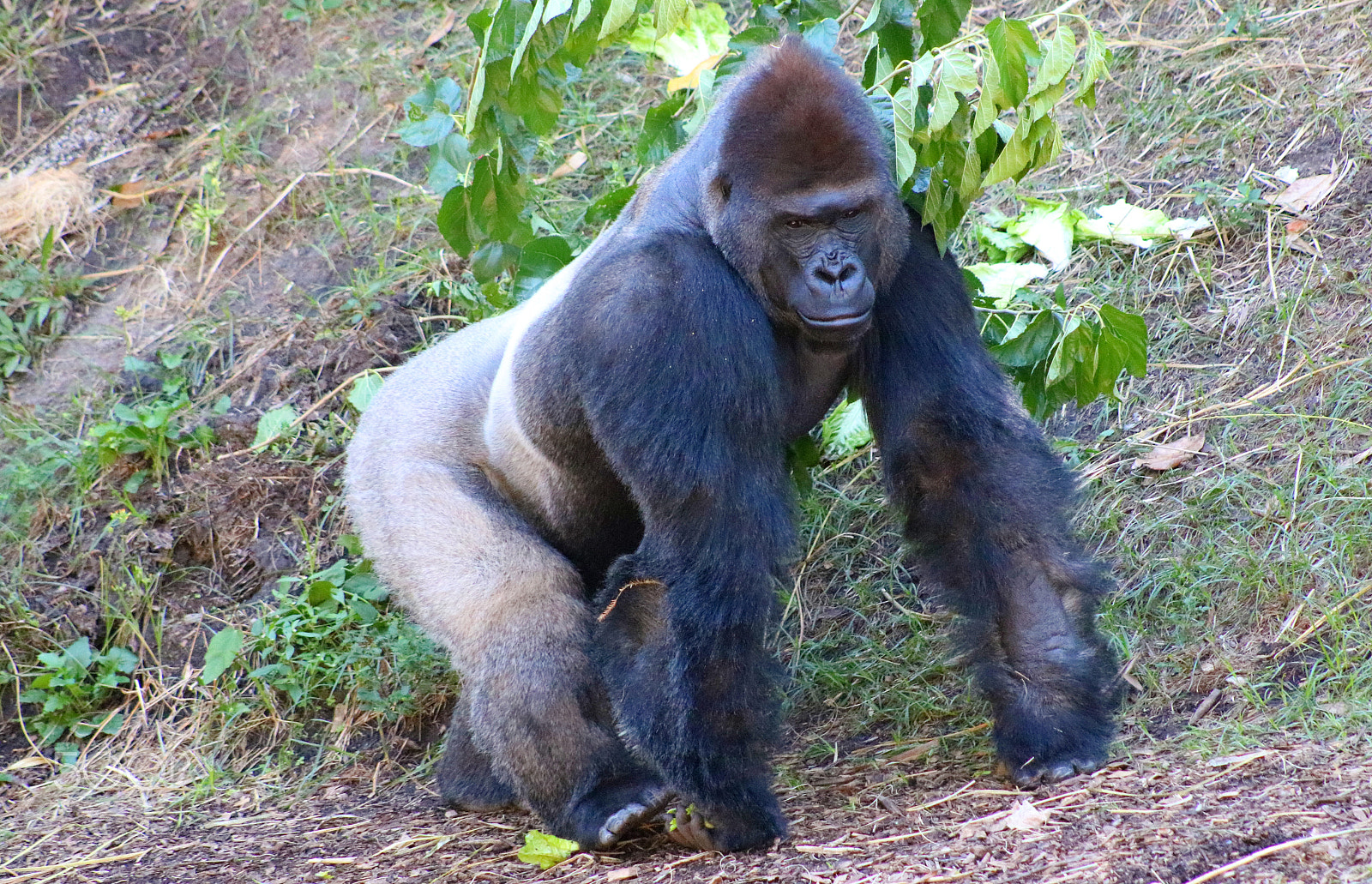 Canon EF 75-300mm f/4-5.6 USM sample photo. Gorilla 8539 photography