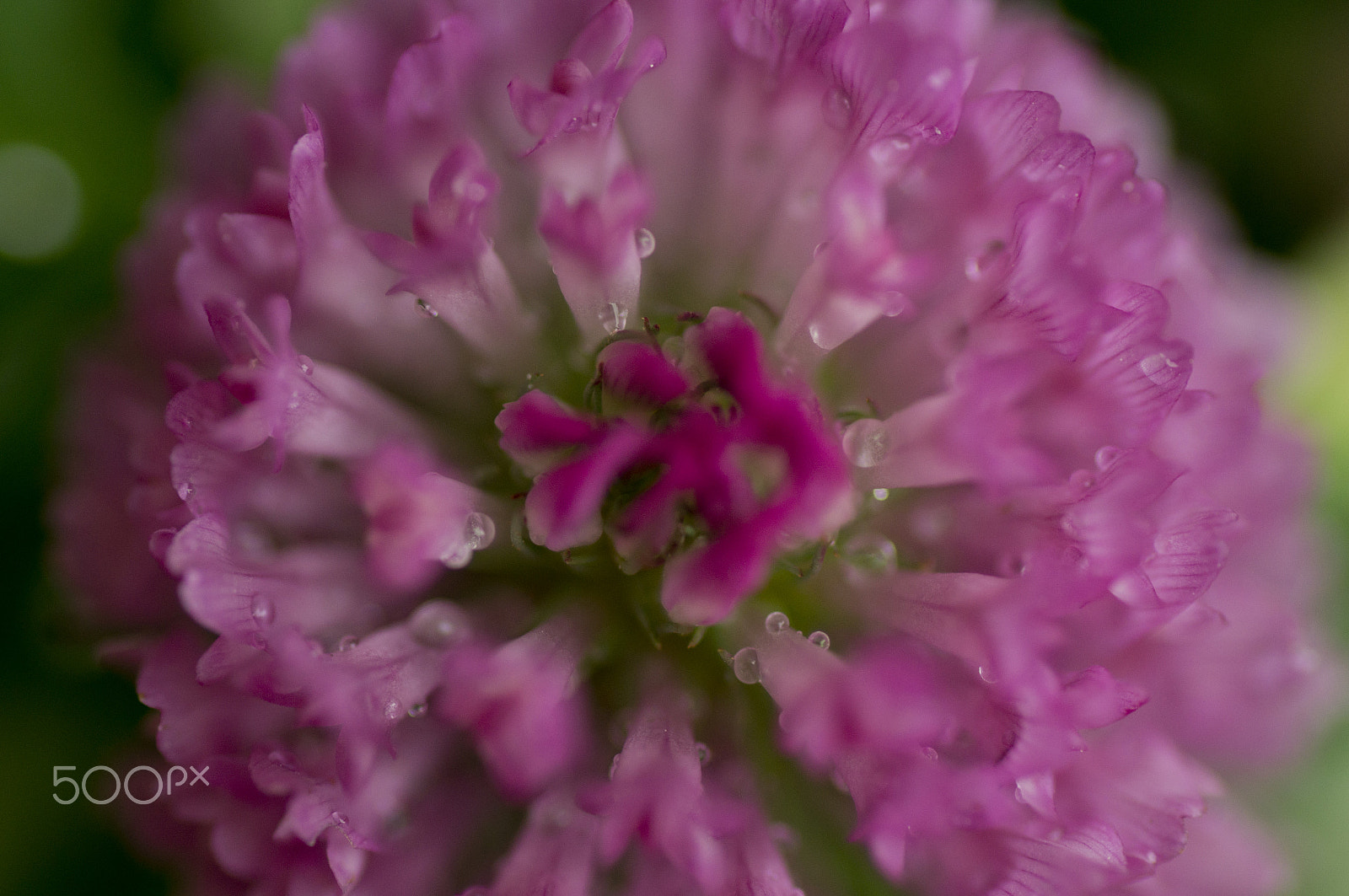 Sony SLT-A55 (SLT-A55V) + Tamron SP AF 90mm F2.8 Di Macro sample photo. Dew photography