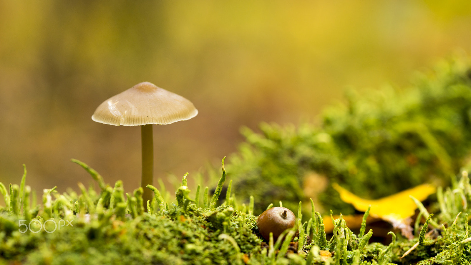 105mm F2.8 sample photo. Fall is here photography