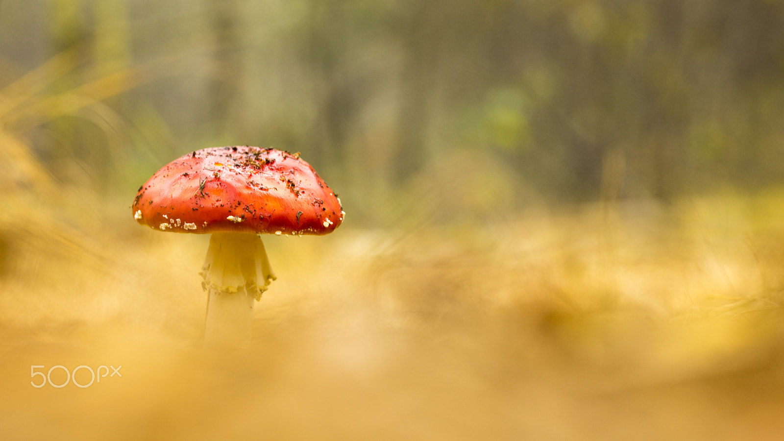 Sony a7R + 105mm F2.8 sample photo. Amanita muscaria photography