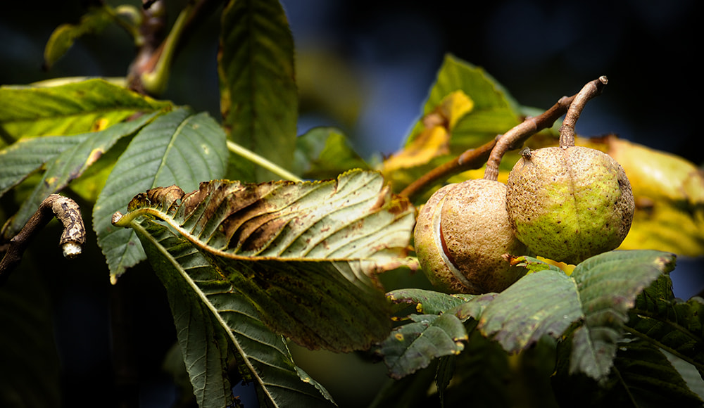 Nikon D3 sample photo. Nuts photography