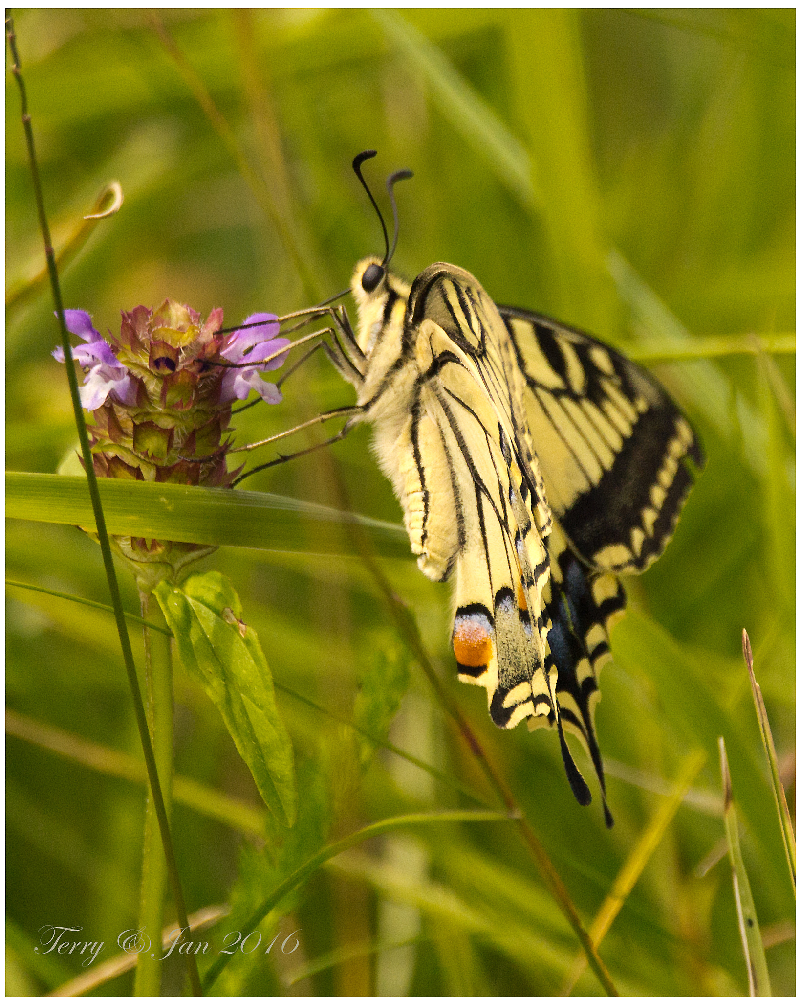 Nikon D3100 + Sigma 150-600mm F5-6.3 DG OS HSM | C sample photo. Swallowtail butterfly photography