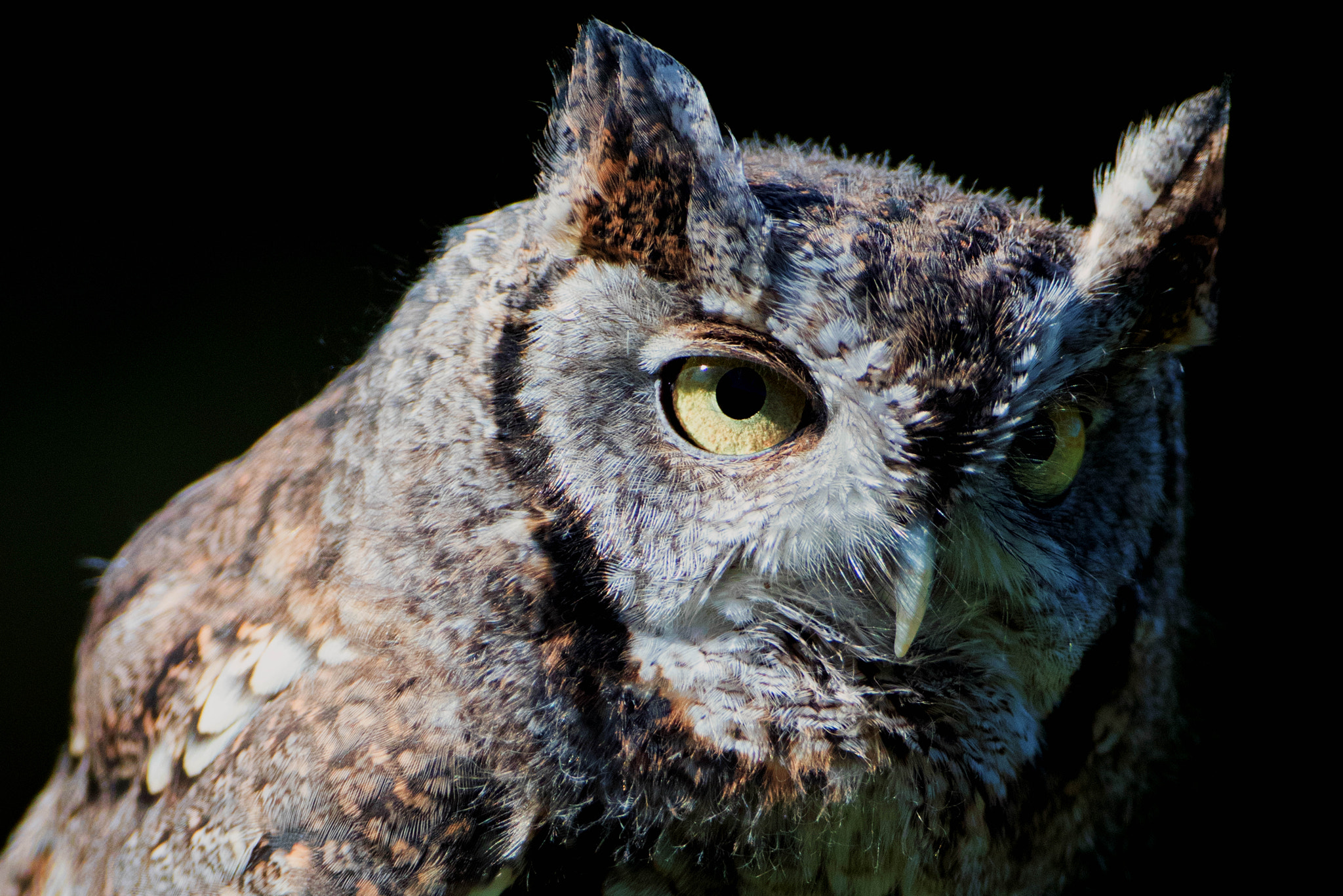 Canon EOS 80D + Canon EF 500mm F4L IS USM sample photo. Sylvie easgtern screech owl photography