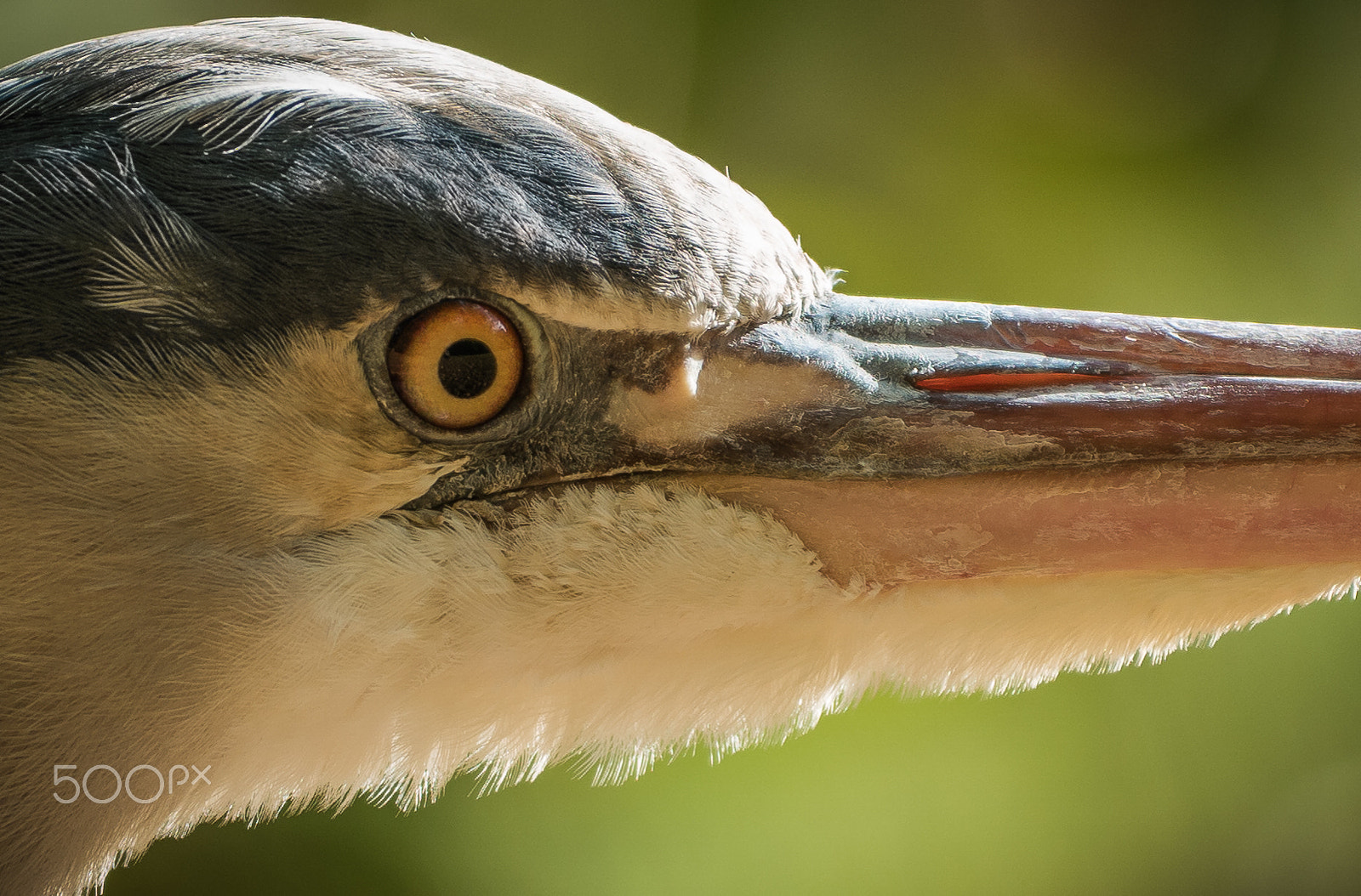 Samsung NX1 + NX 50-150mm F2.8 S sample photo. Closeup of a heron photography