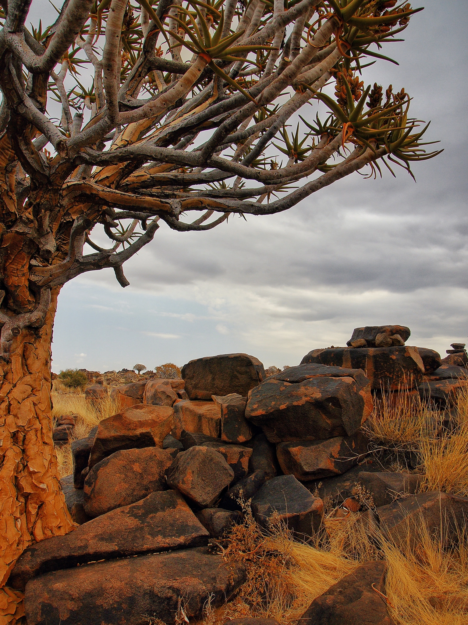 Sony DT 16-105mm F3.5-5.6 sample photo. Quiver tree photography