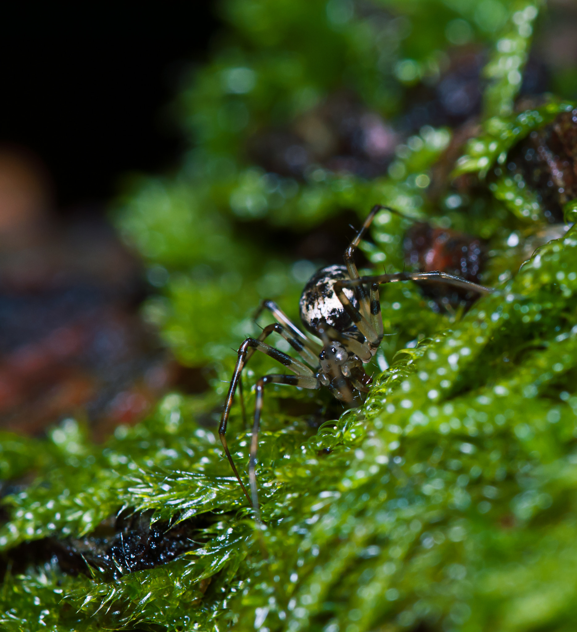 Nikon D300 + Tamron SP 90mm F2.8 Di VC USD 1:1 Macro (F004) sample photo. Spider in green photography