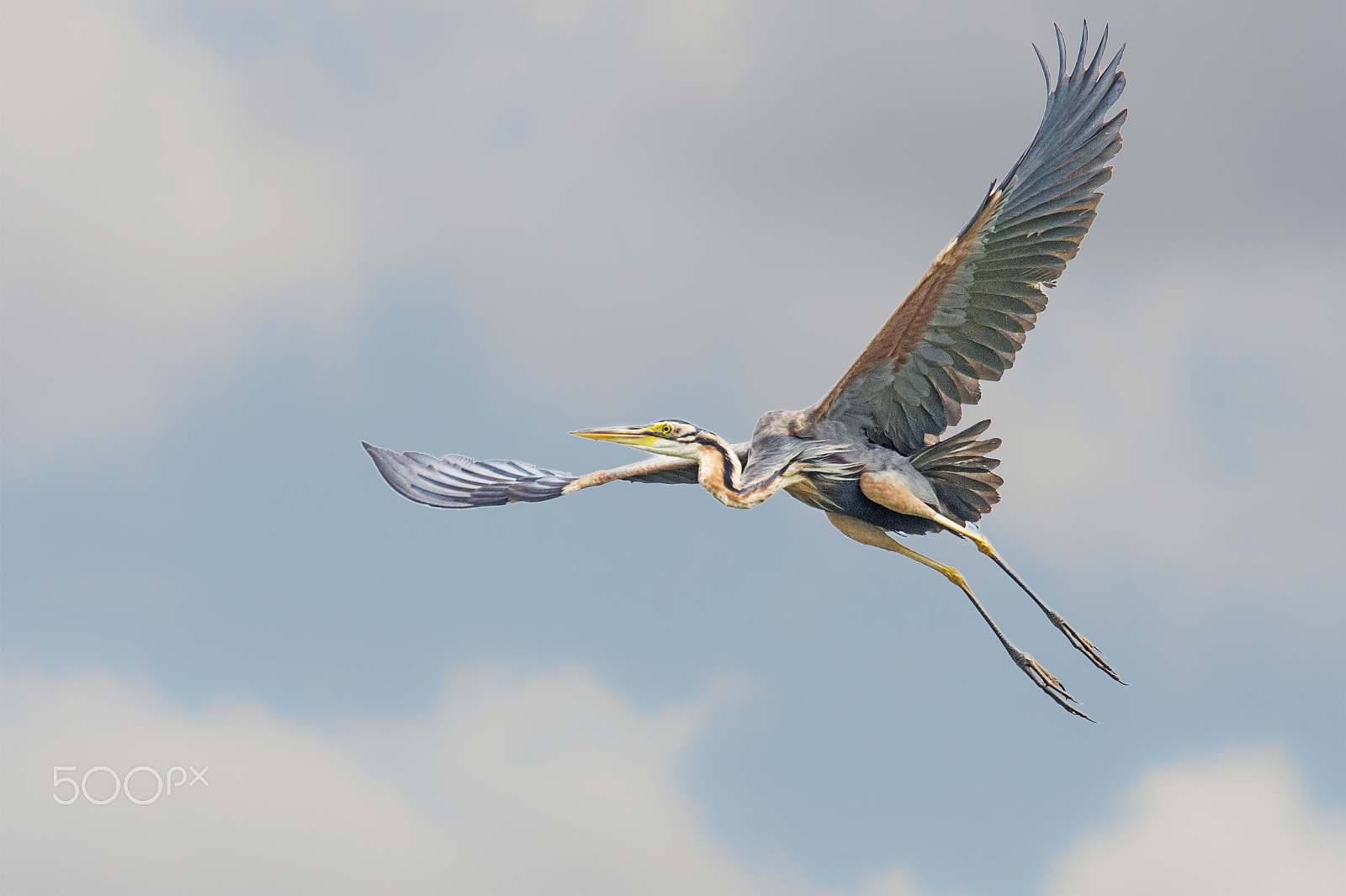 Nikon D4 sample photo. Purple heron photography