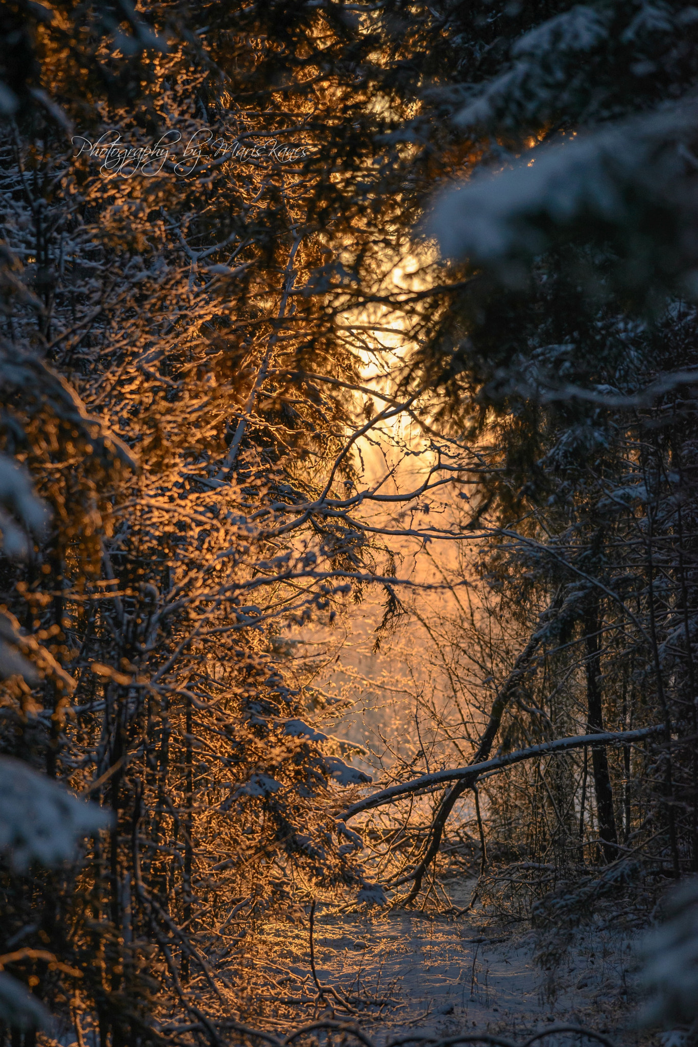 Nikon D610 + Nikon AF-S Nikkor 300mm F4D ED-IF sample photo. Wood photography