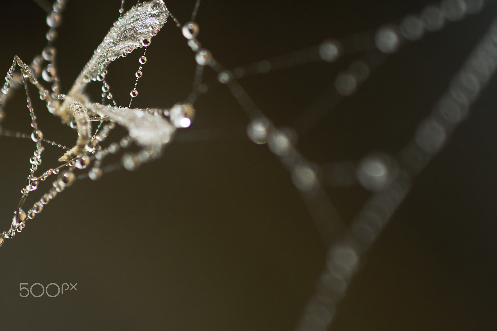 Nikon D500 sample photo. Pearls of dew photography