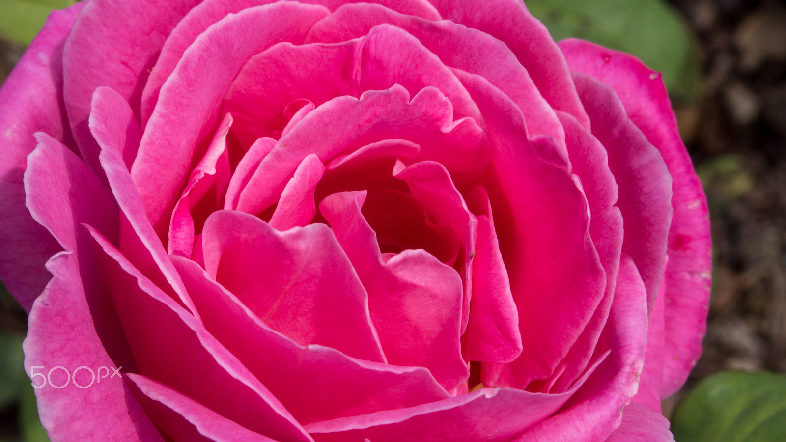 Olympus M.Zuiko Digital ED 14-42mm F3.5-5.6 EZ sample photo. Pink roses close up photography