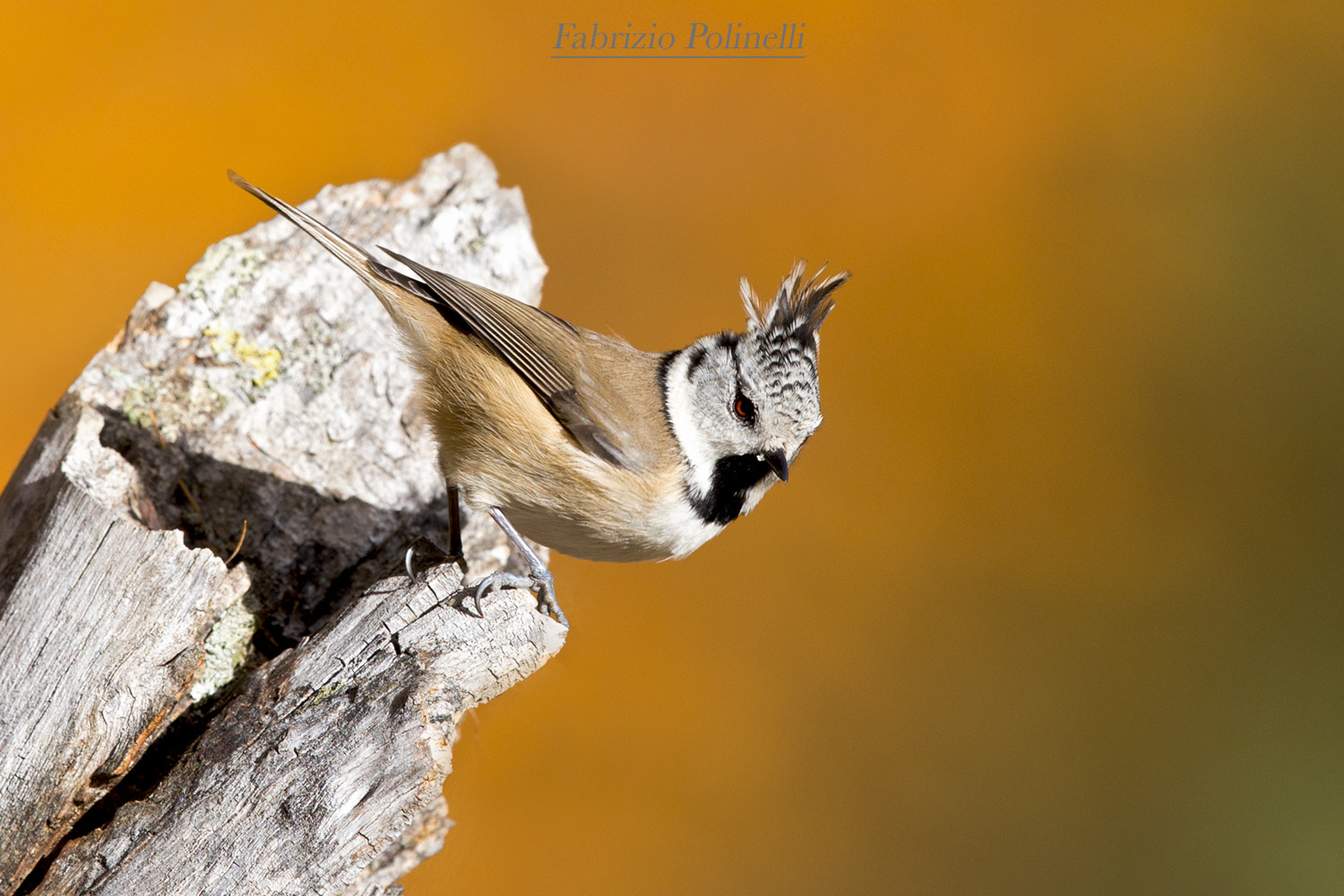 Canon EF 500mm F4L IS II USM sample photo. Cincia dal ciuffo photography